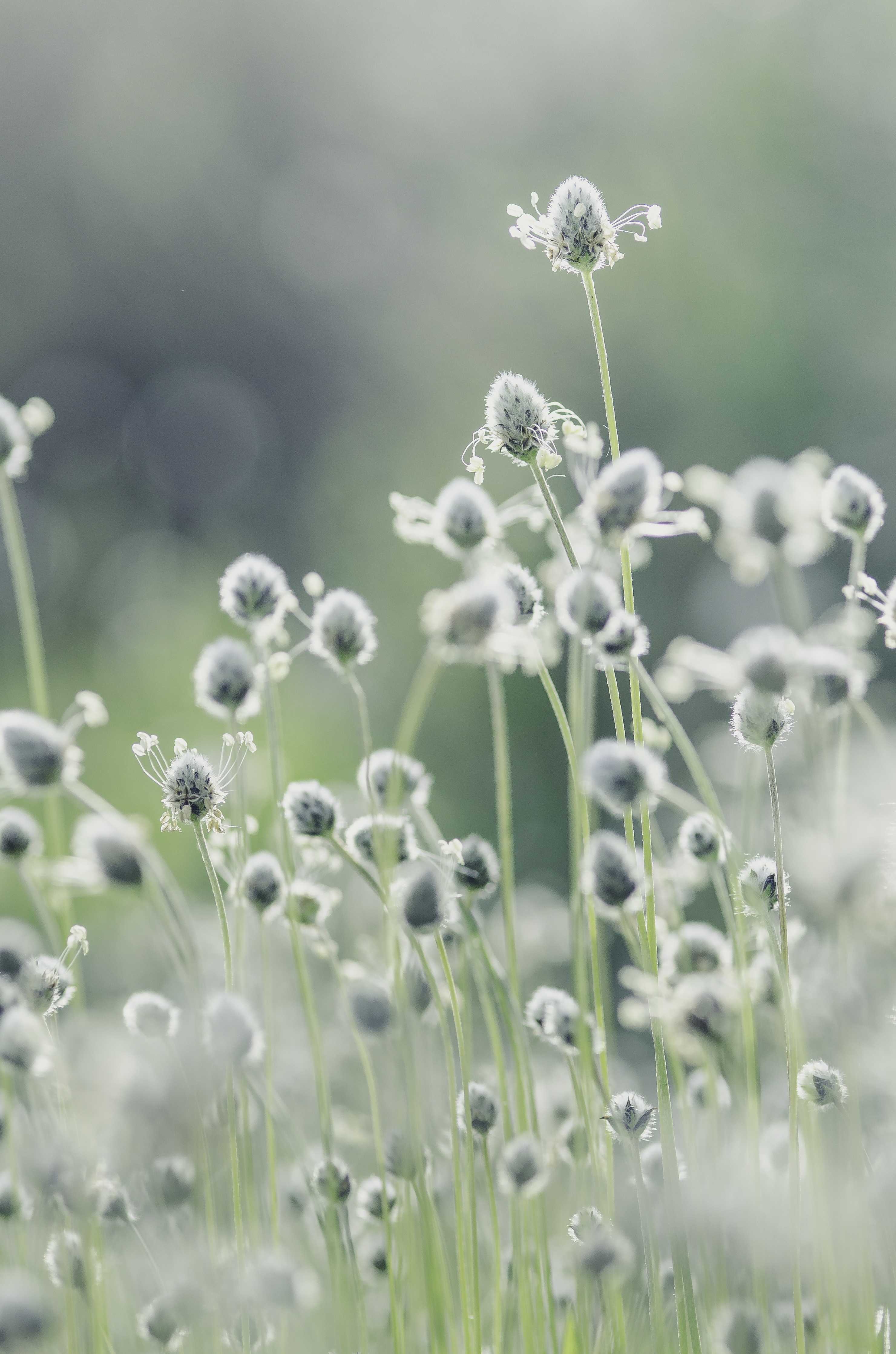 Große Wandbilder-Zarte wildwachsende Blumen im Morgengrauen