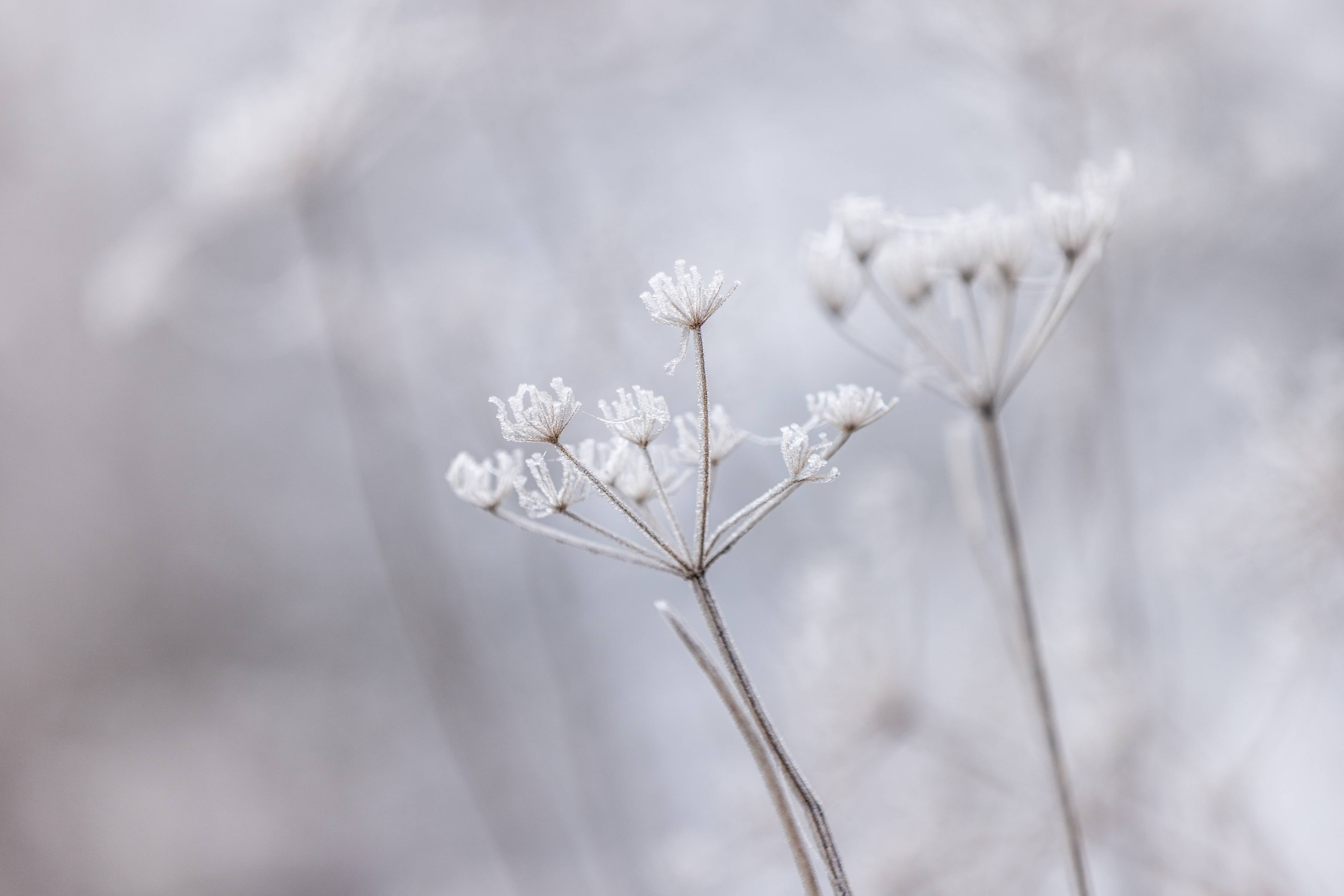 Große Wandbilder-Zartes Blumen-Detail in sanften Tönen
