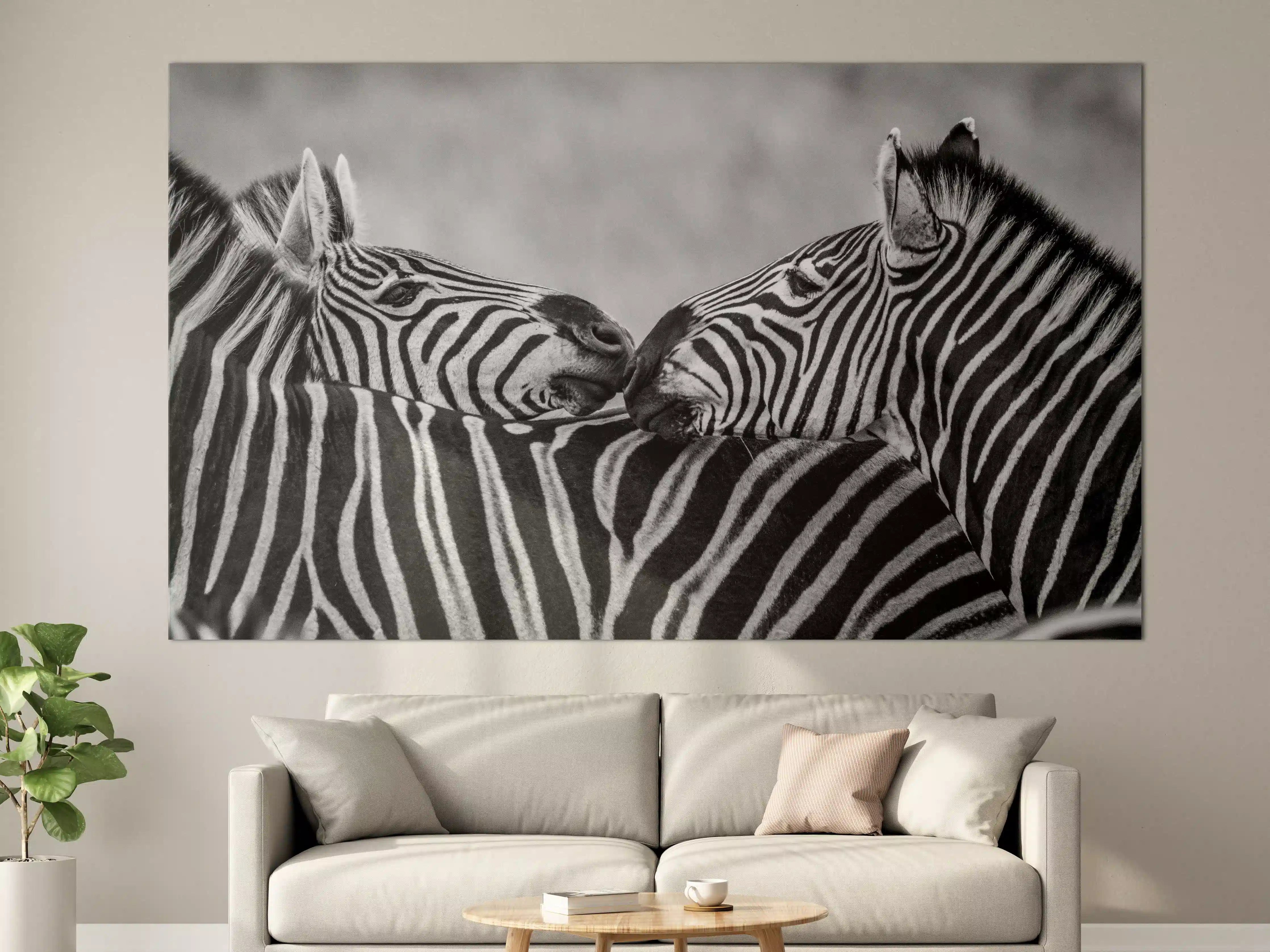 Große Wandbilder - Zebras - Schwarz-weiß