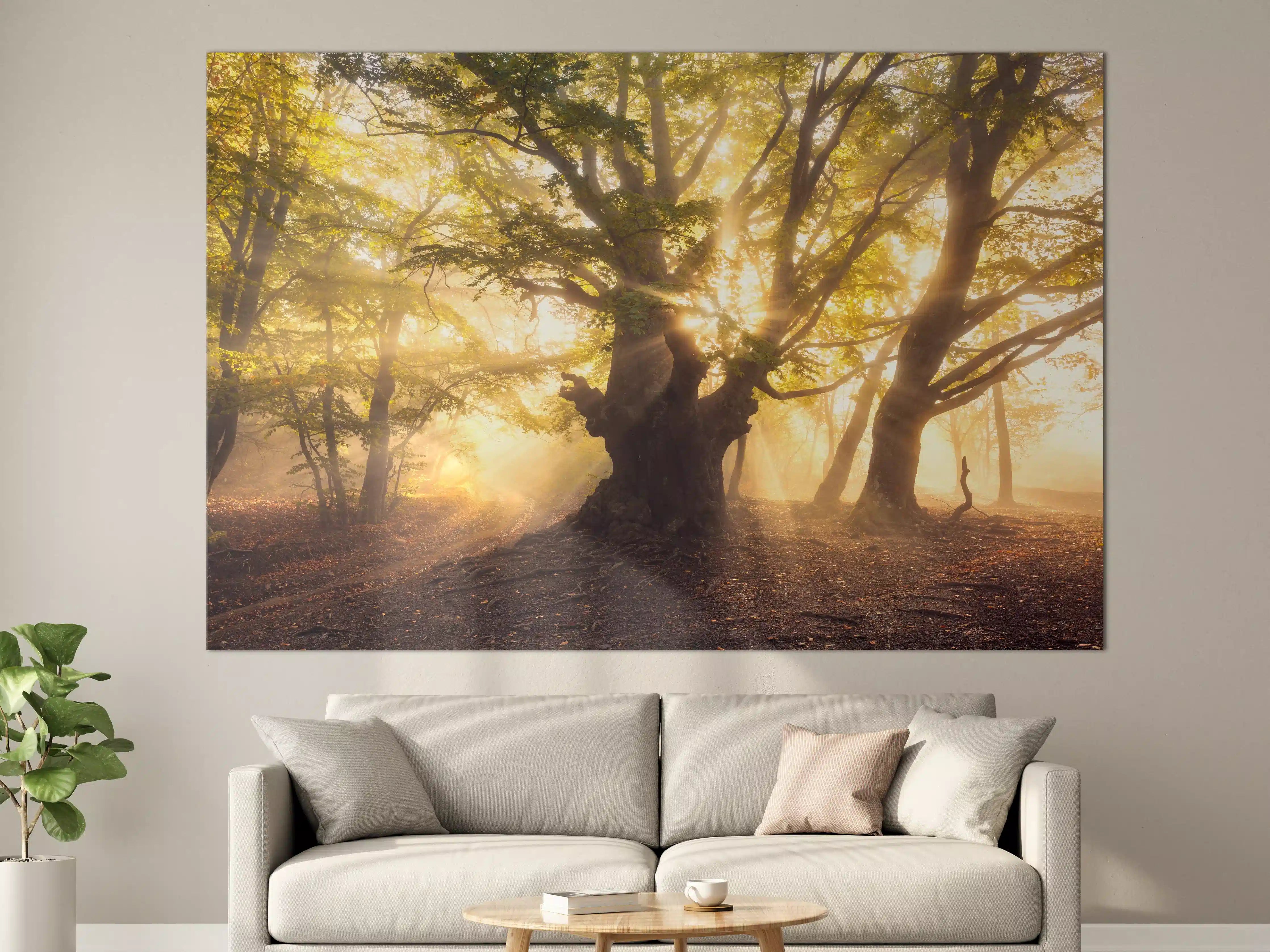 Große Wandbilder - alter Baum bei Sonnenaufgang im Nebel