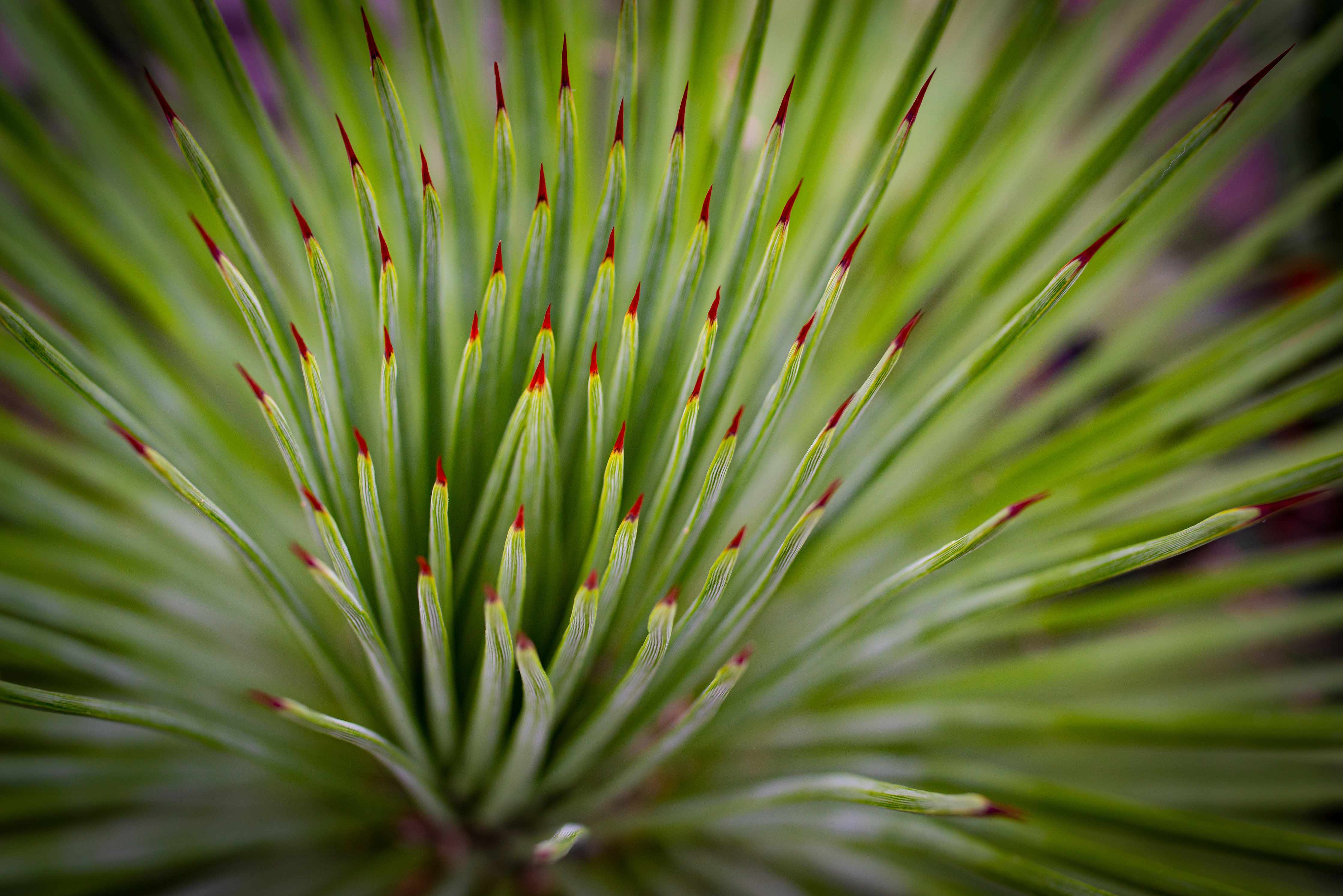 Kinderzimmer Wandgestaltung-Agave striata im Detail