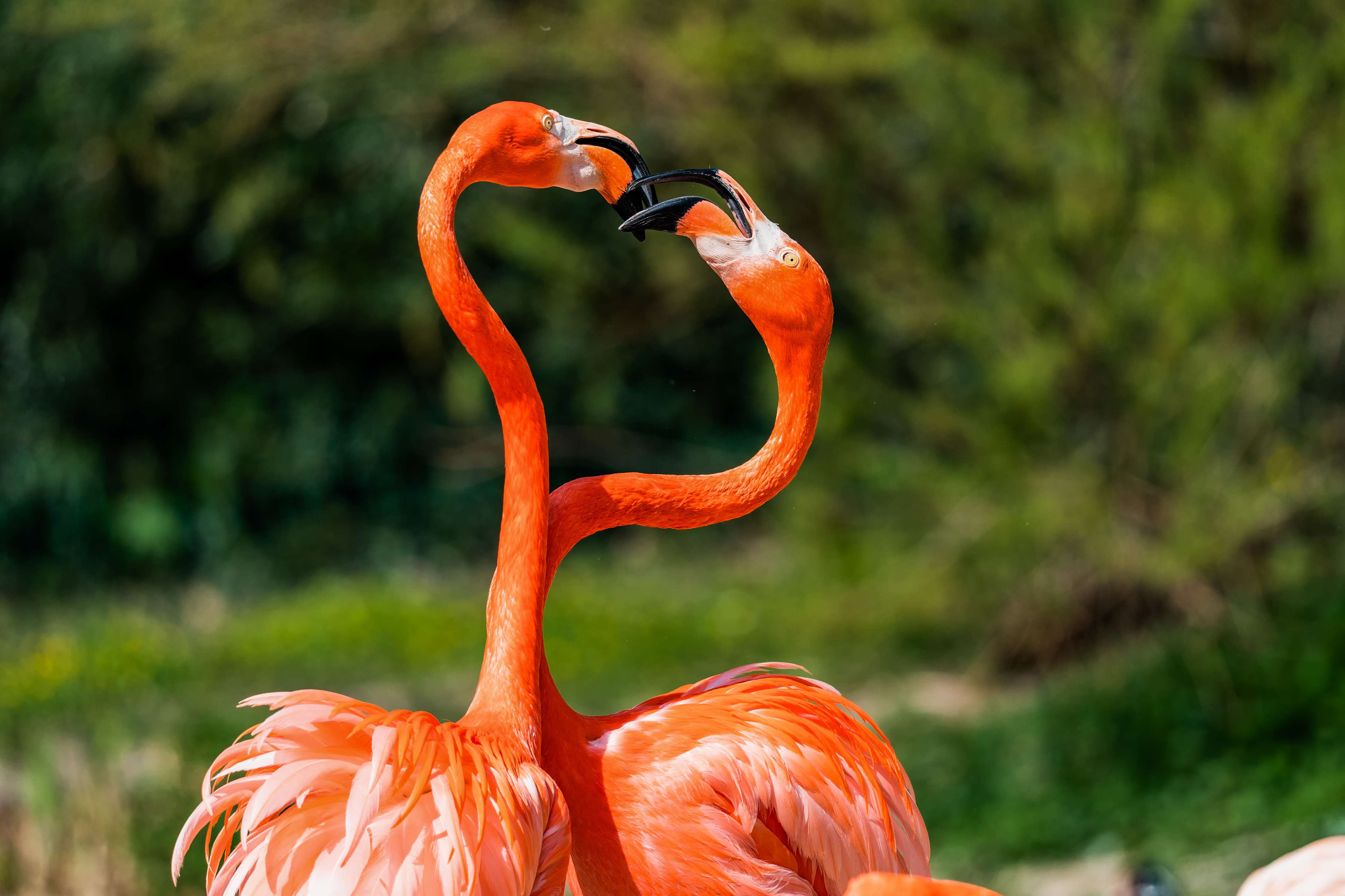 Kinderzimmer Wandgestaltung-Amerikanisches Flamingo-Paar