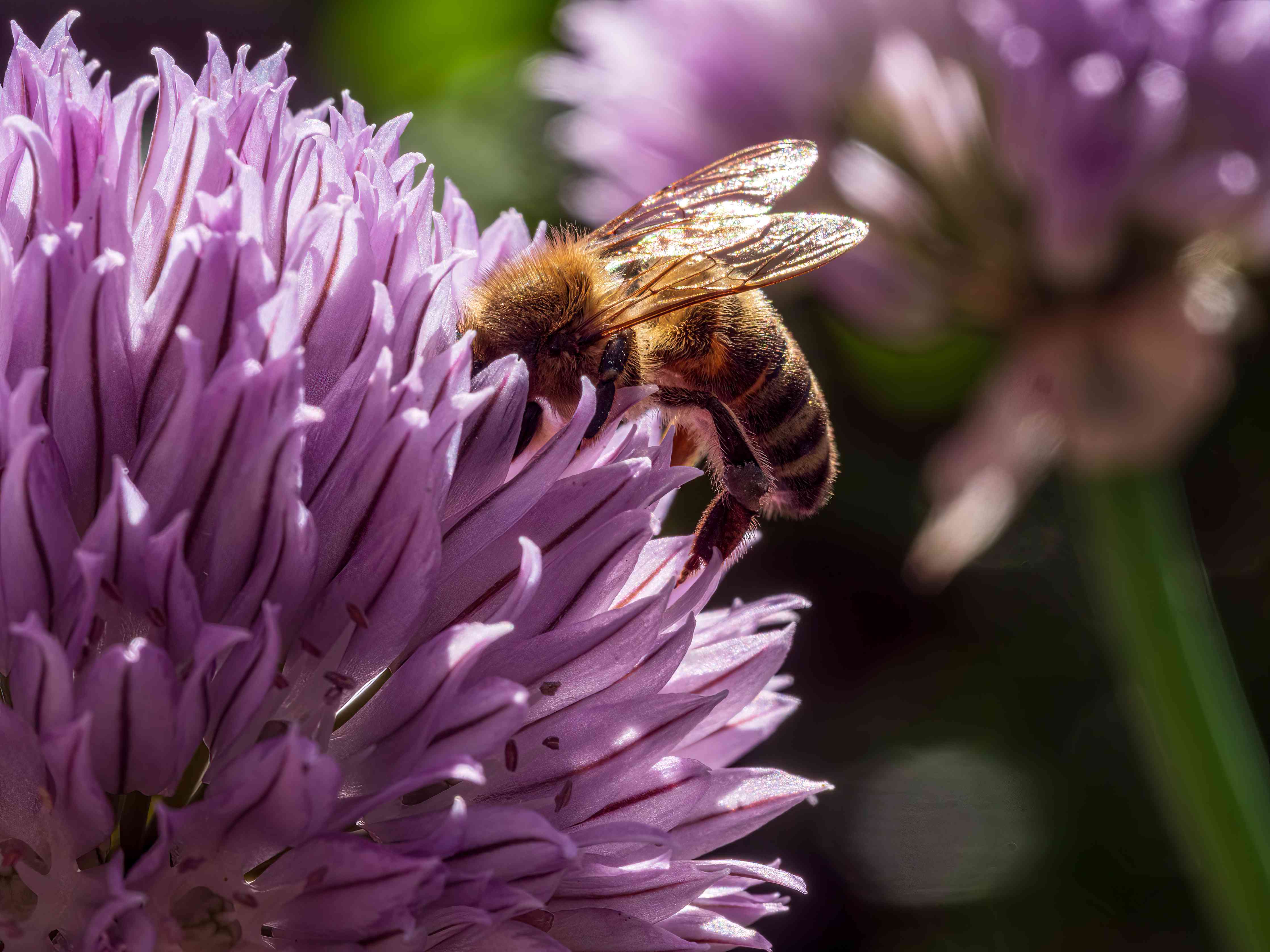 Kinderzimmer Wandgestaltung-Biene auf lila Blume im Sonnenschein