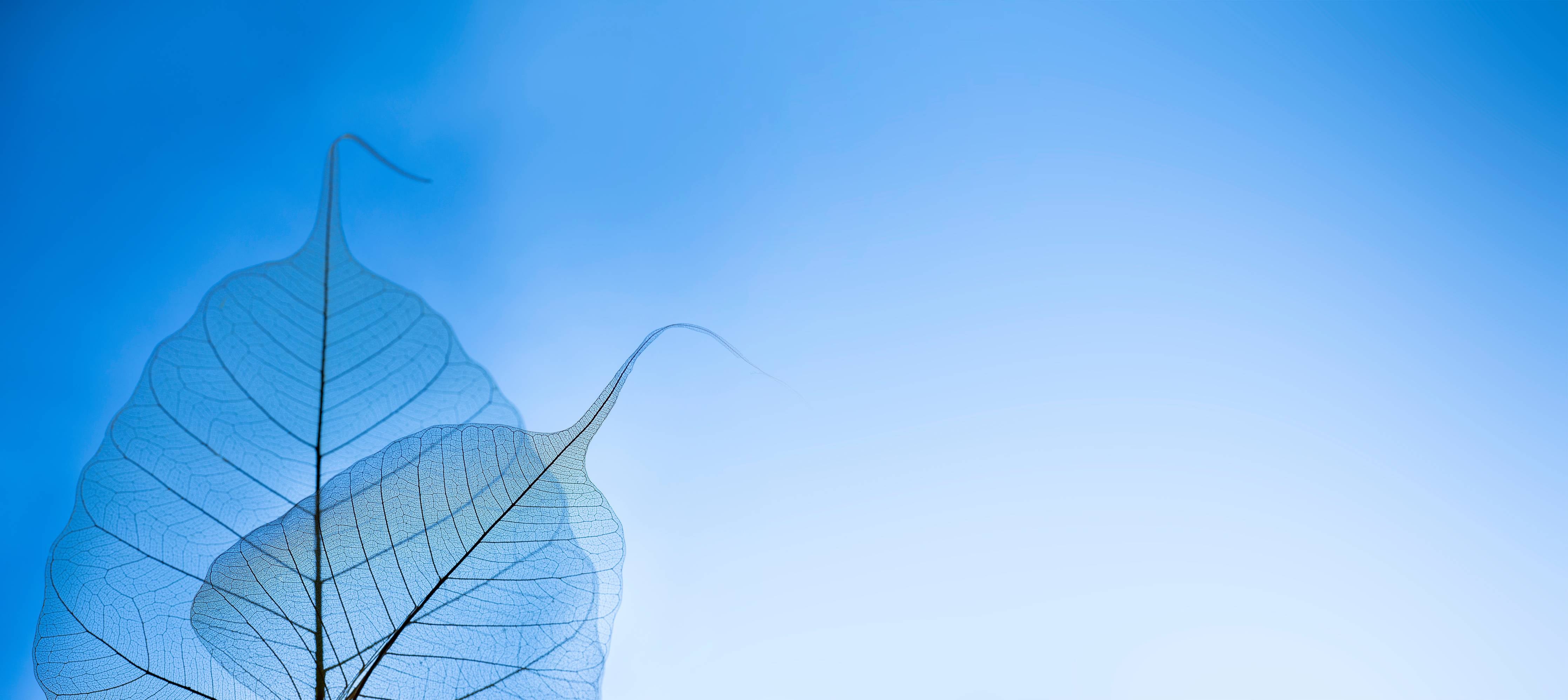 Kinderzimmer Wandgestaltung-Blau-Veined Transparentes Blattbild