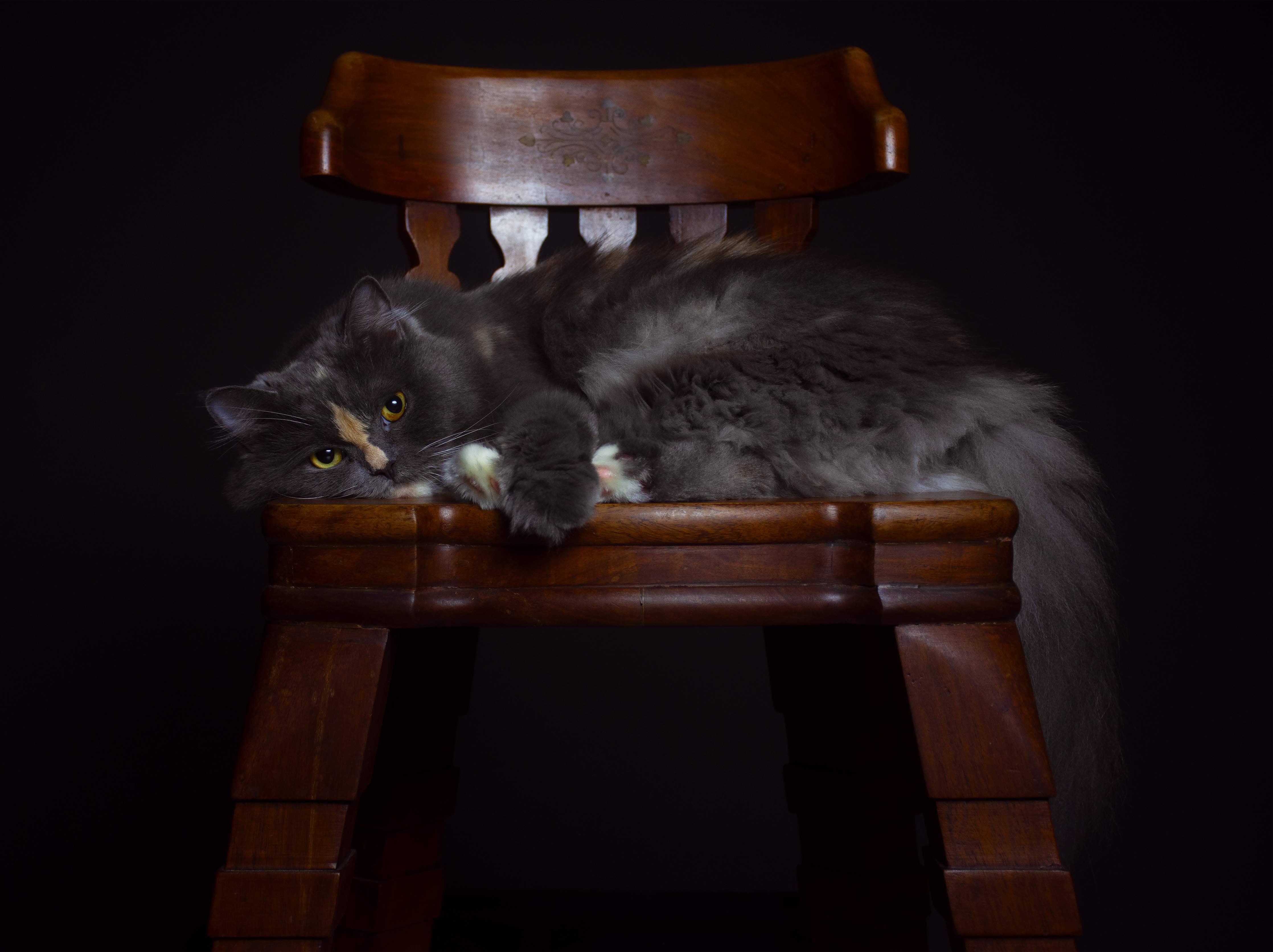 Kinderzimmer Wandgestaltung-Britisch Langhaarkatze auf Holzstuhl