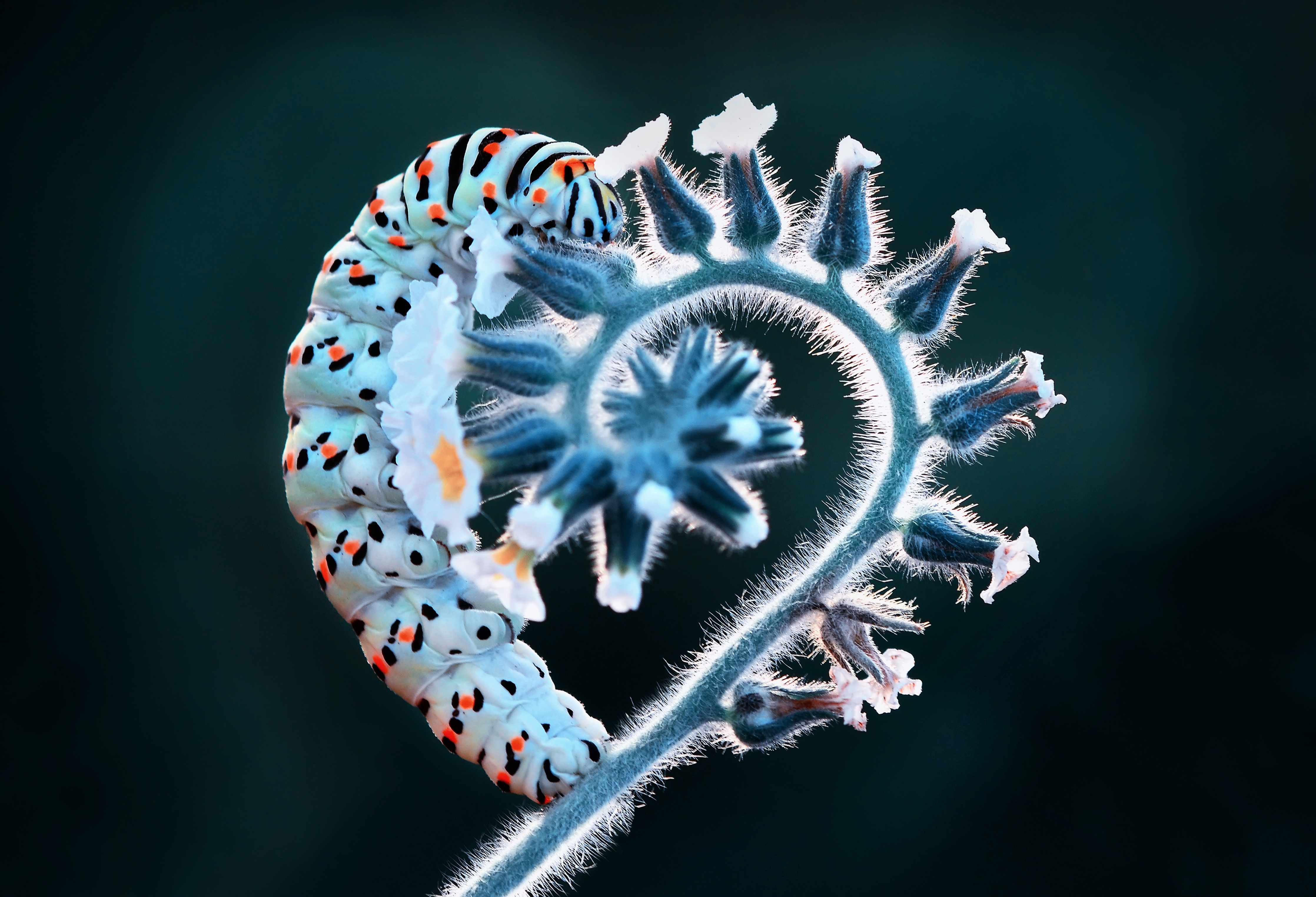 Kinderzimmer Wandgestaltung-Bunte Raupe auf zarten Pflanzen