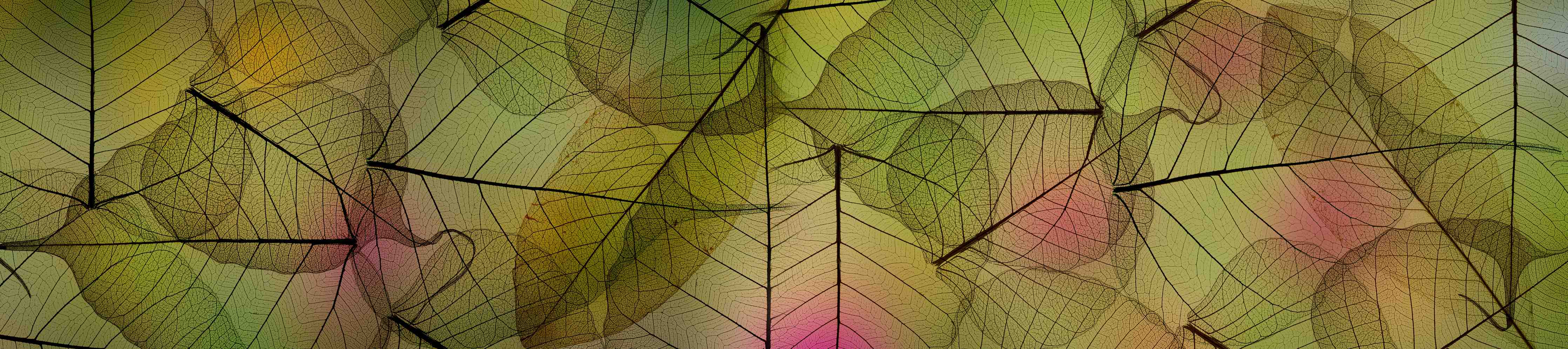 Kinderzimmer Wandgestaltung-Buntes Blattadern Makrofoto