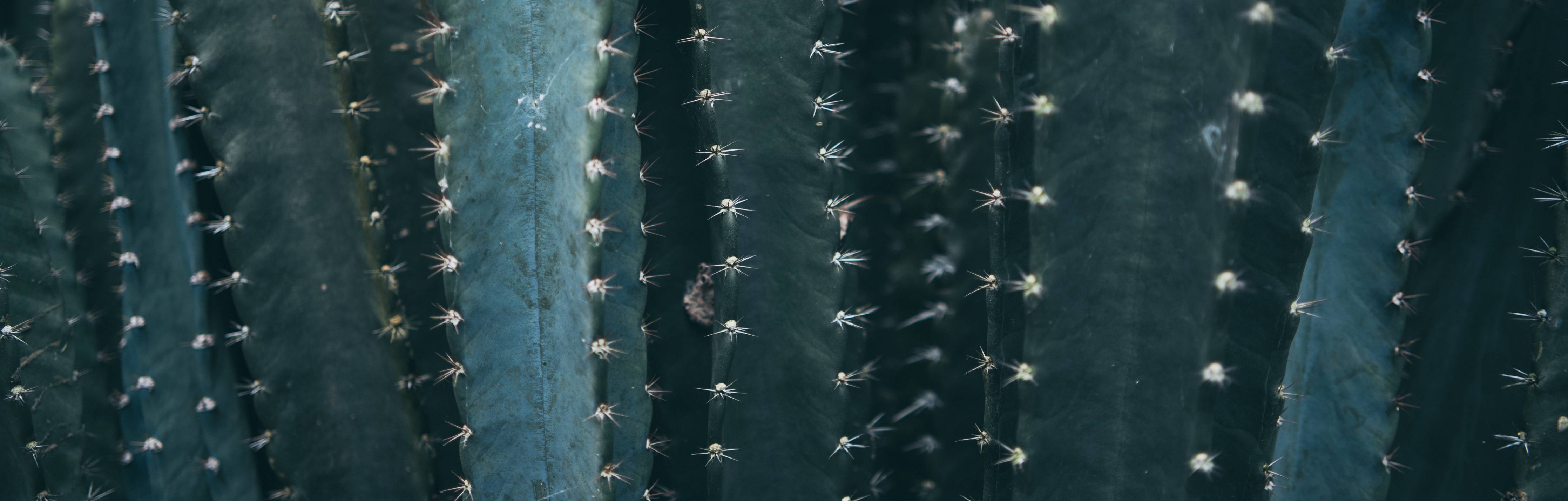 Kinderzimmer Wandgestaltung-Dunkle Sukkulente mit spitzen Dornen