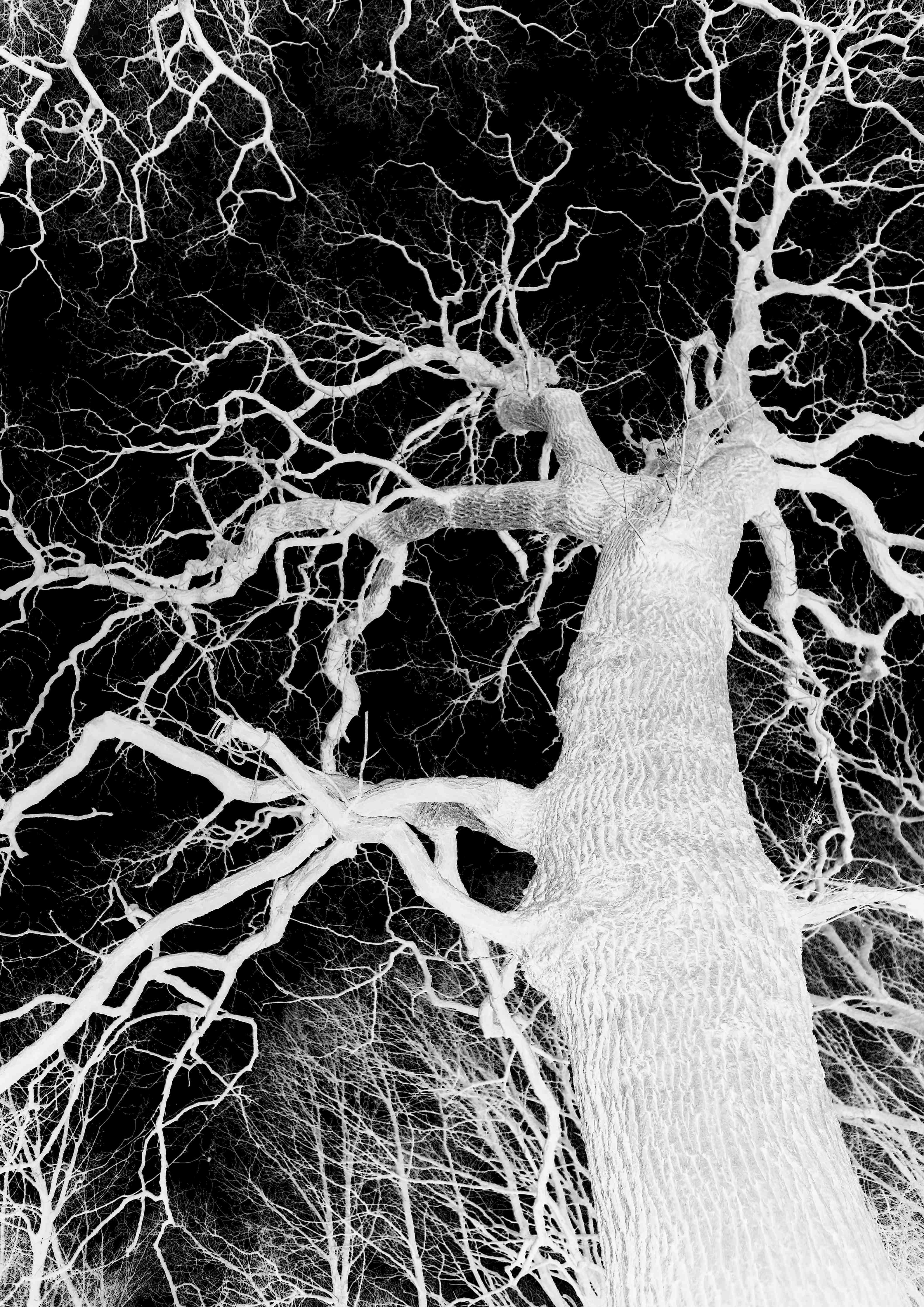 Kinderzimmer Wandgestaltung-Eichenbaum schwarz, weiß im Winter