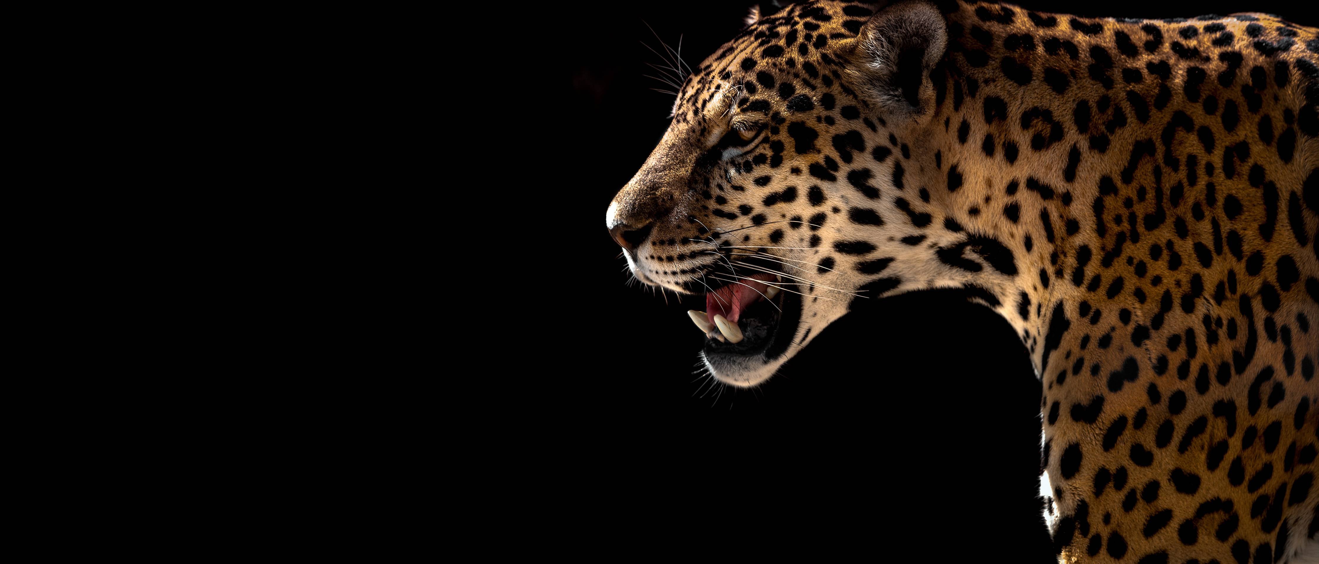 Kinderzimmer Wandgestaltung-Grauer Leopard im Schatten