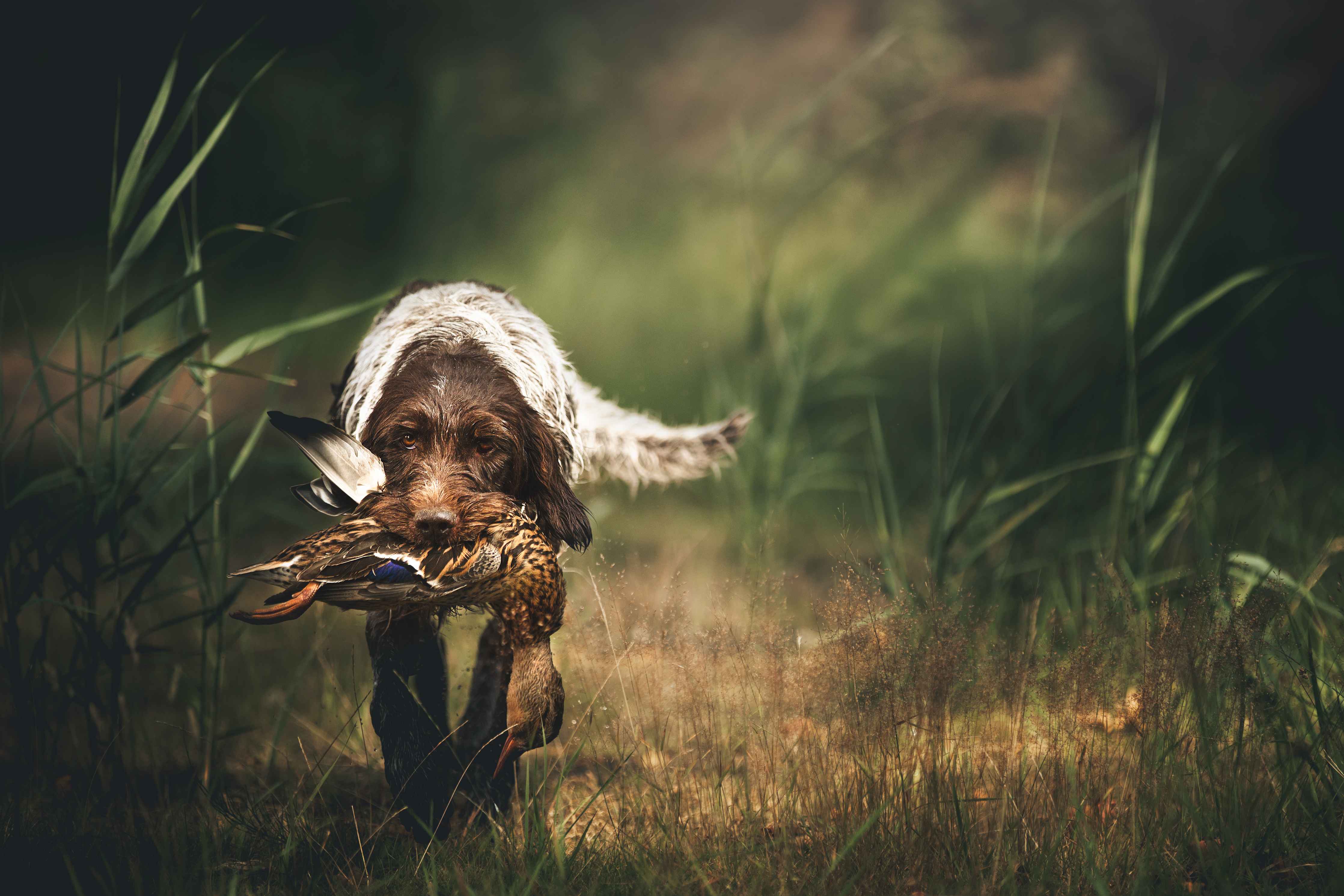 Kinderzimmer Wandgestaltung-Griffon Korthals beim Apportieren einer Ente