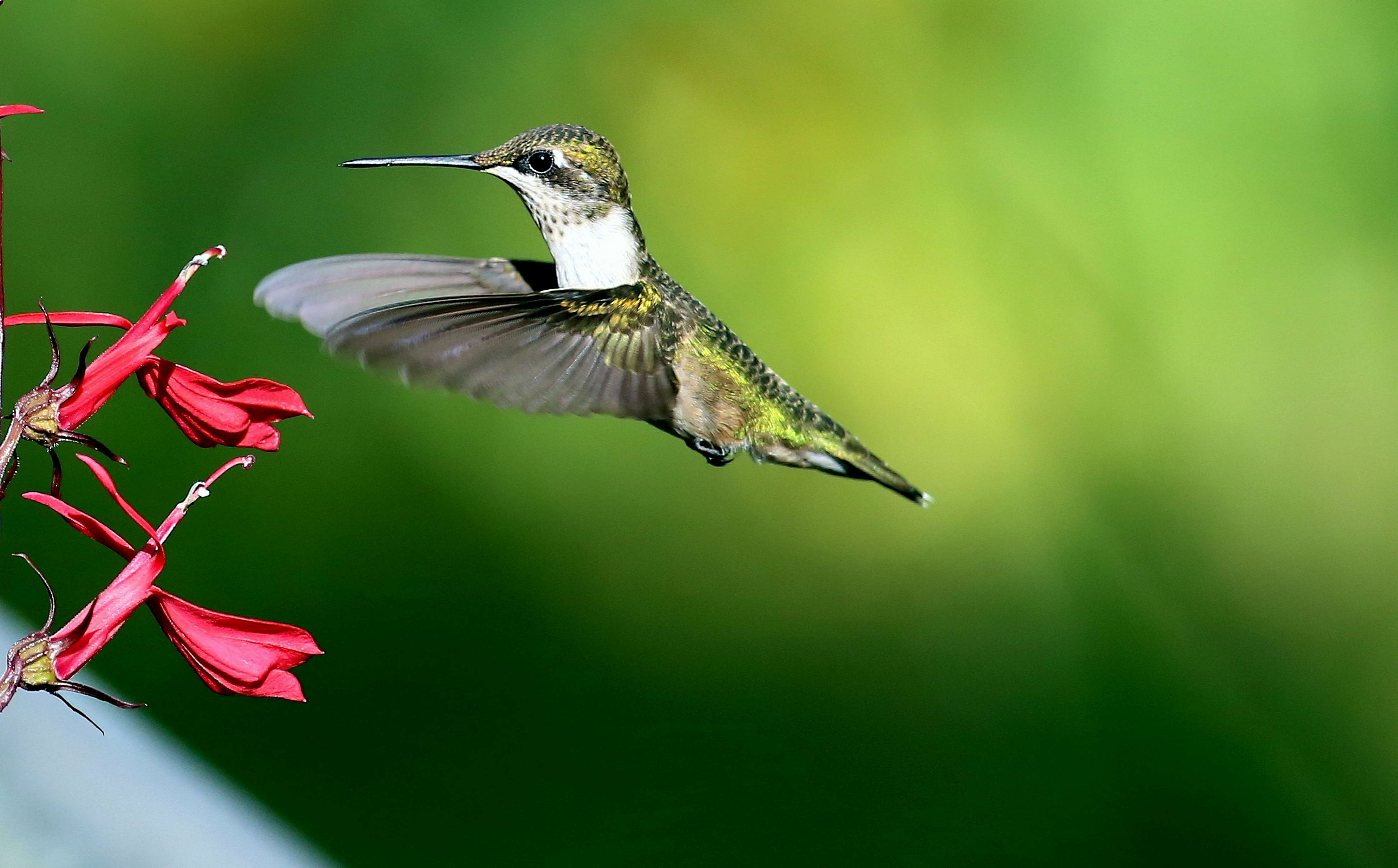 Kinderzimmer Wandgestaltung-Kolibri-Weibchen im Flug