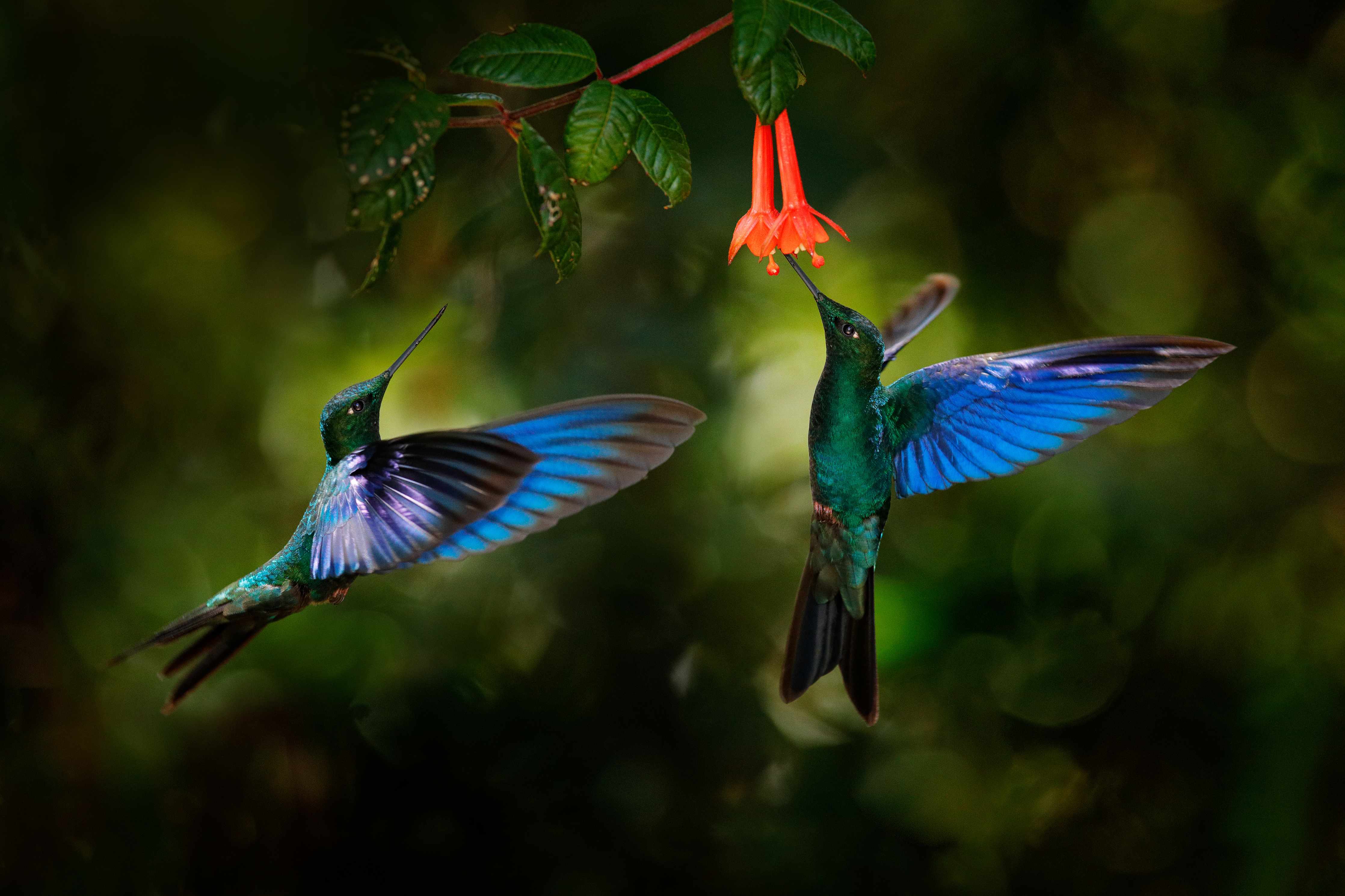 Kinderzimmer Wandgestaltung-Kolibris an der Blüte 
