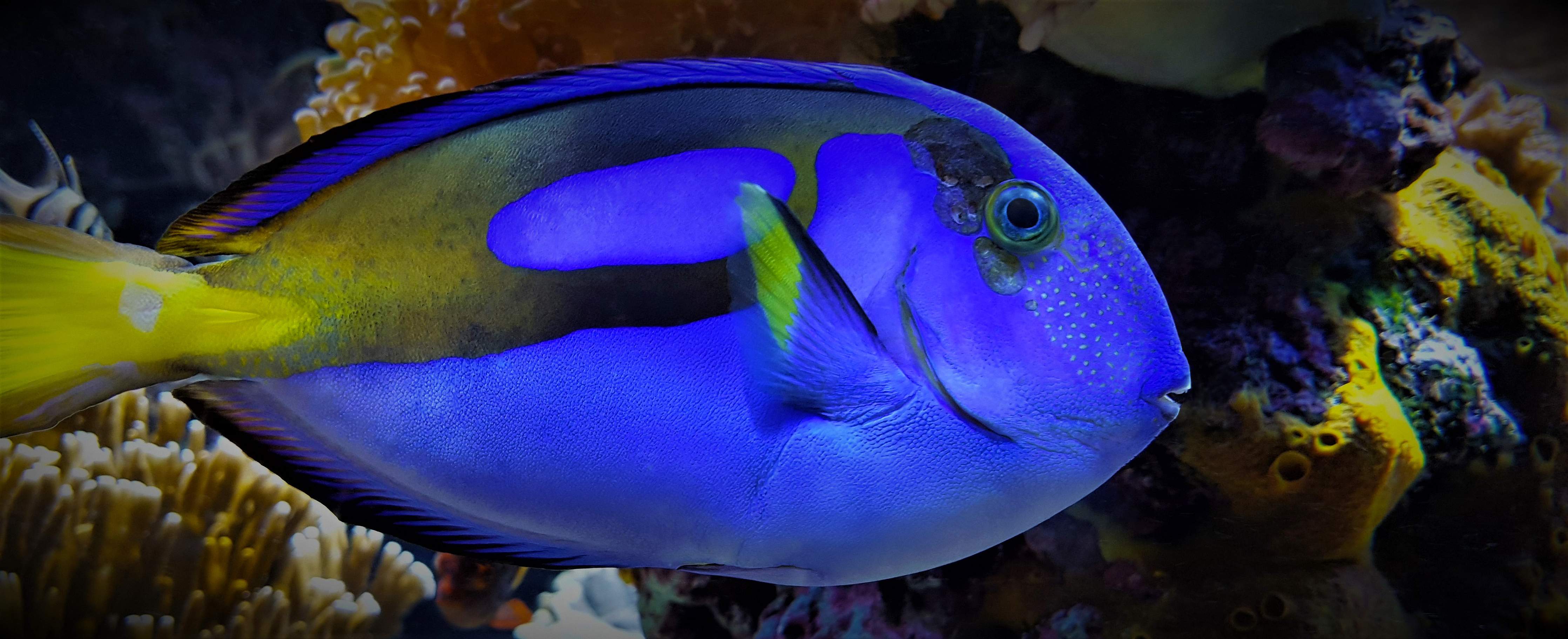 Kinderzimmer Wandgestaltung-Leuchtender blauer Fisch unter Wasser