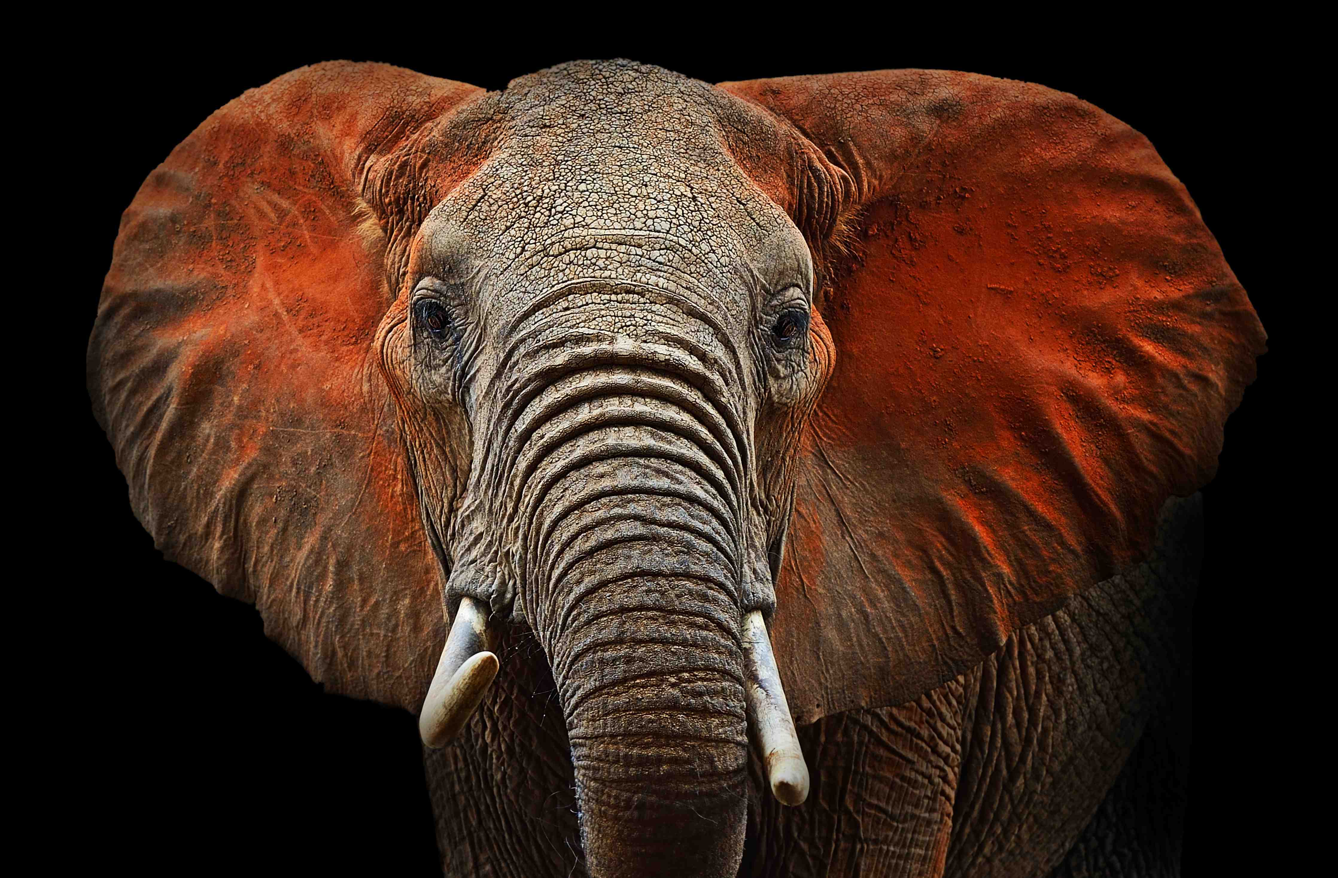 Kinderzimmer Wandgestaltung-Majestätischer Elefant mit beeindruckenden roten Ohren