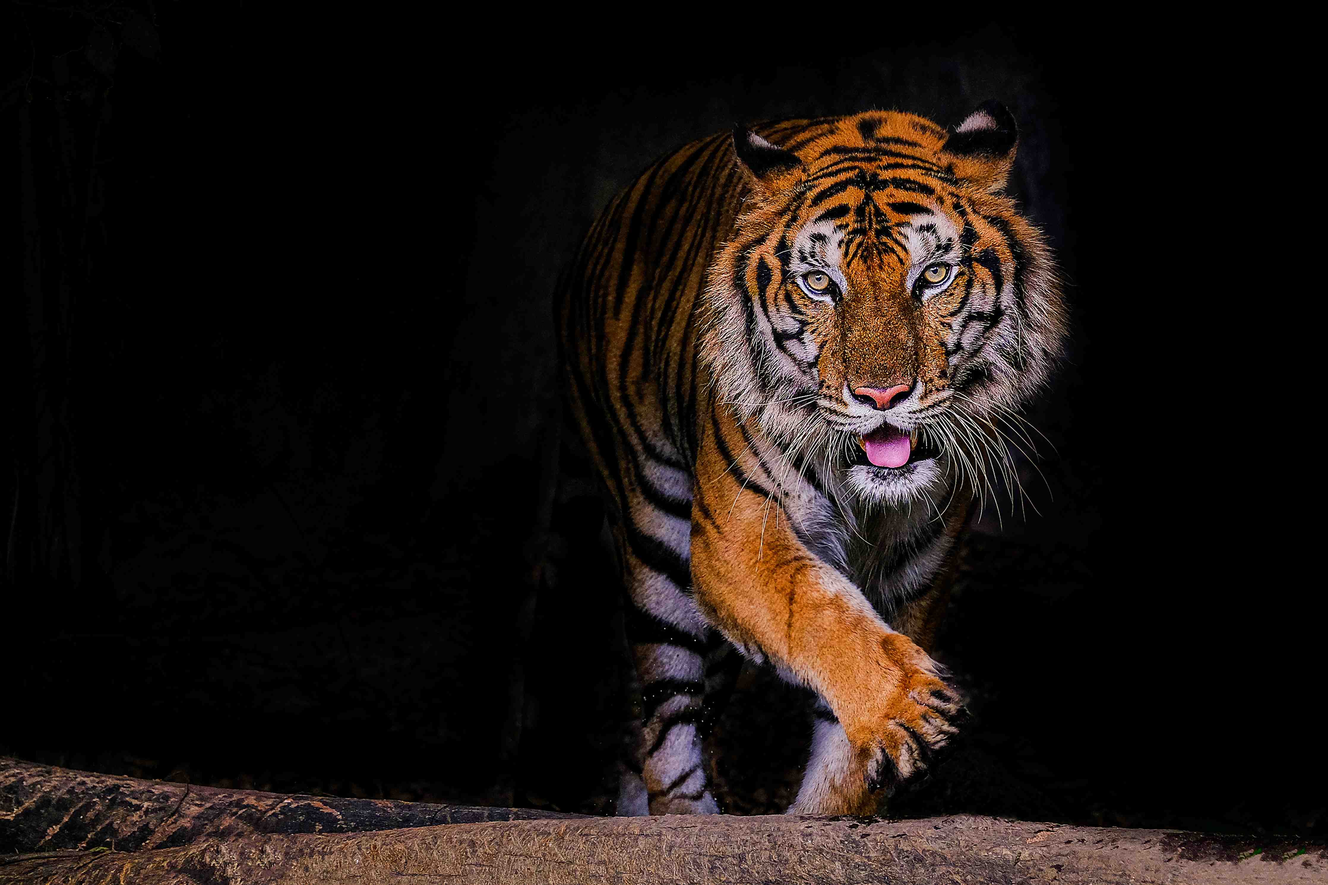 Kinderzimmer Wandgestaltung-Majestätischer Tiger in dunkler Umgebung
