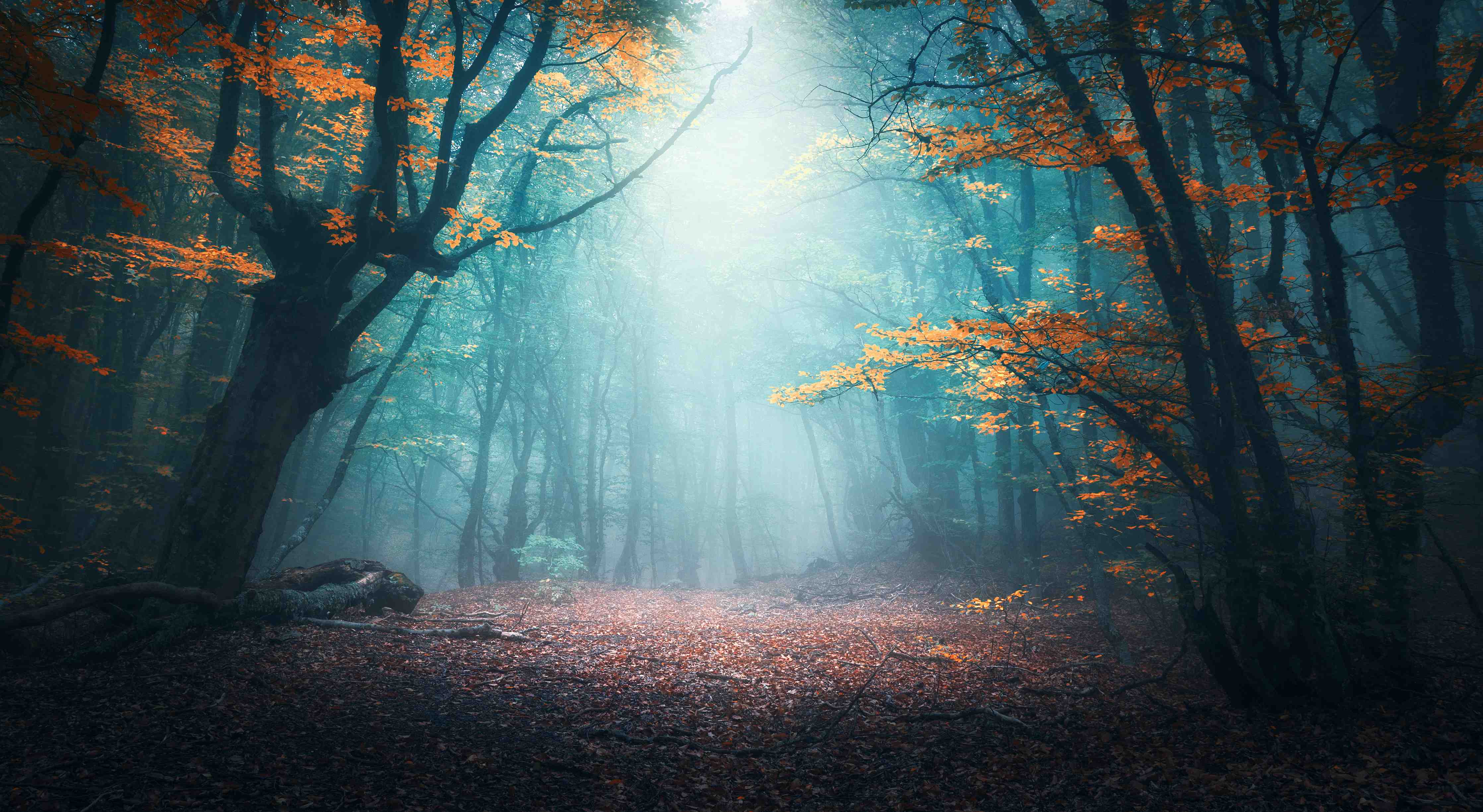 Kinderzimmer Wandgestaltung-Mystischer Herbstwald mit Sonnenstrahlen