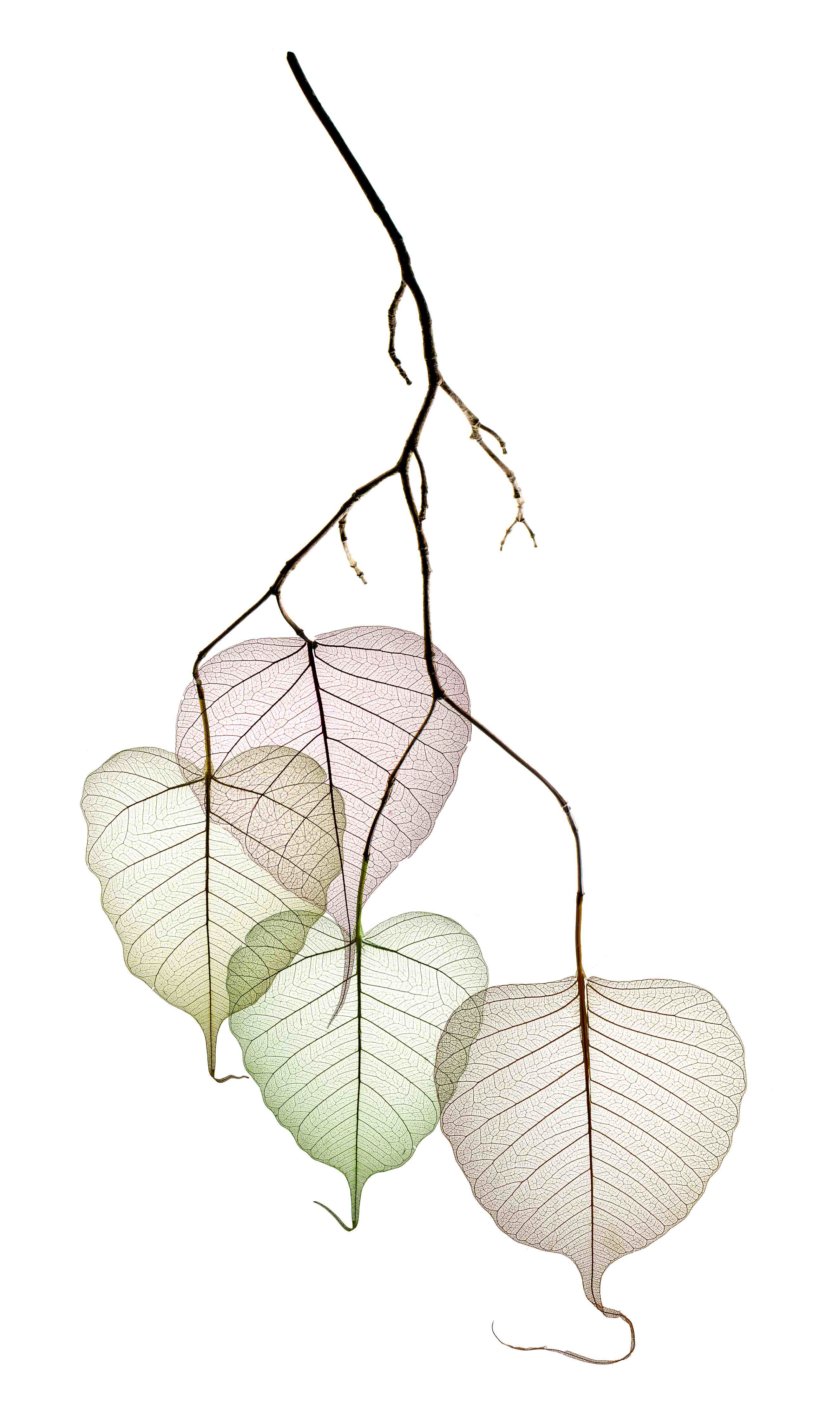 Kinderzimmer Wandgestaltung-Nahaufnahme - Blätterzweige 