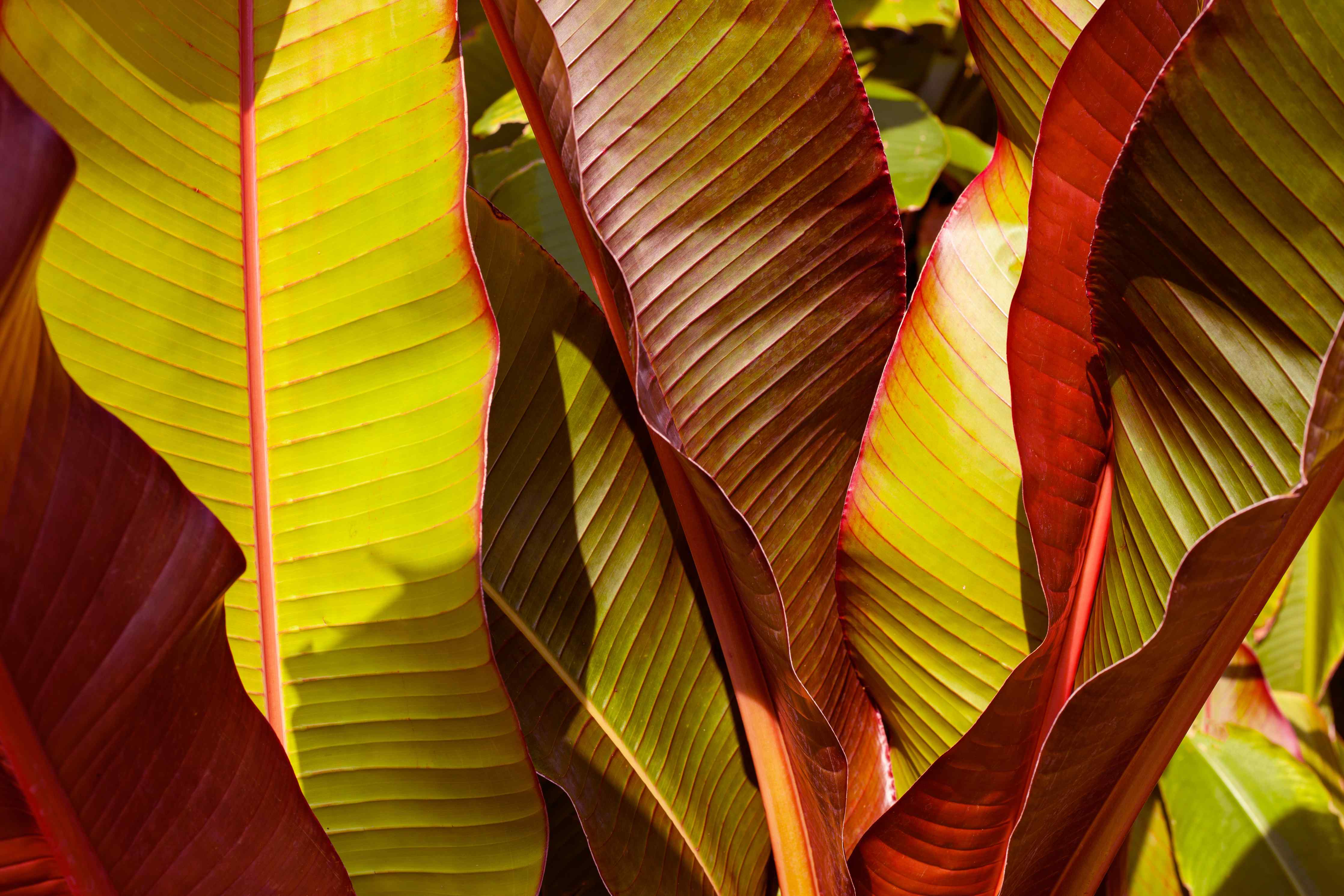 Kinderzimmer Wandgestaltung-Nahaufnahme von Bananenblättern