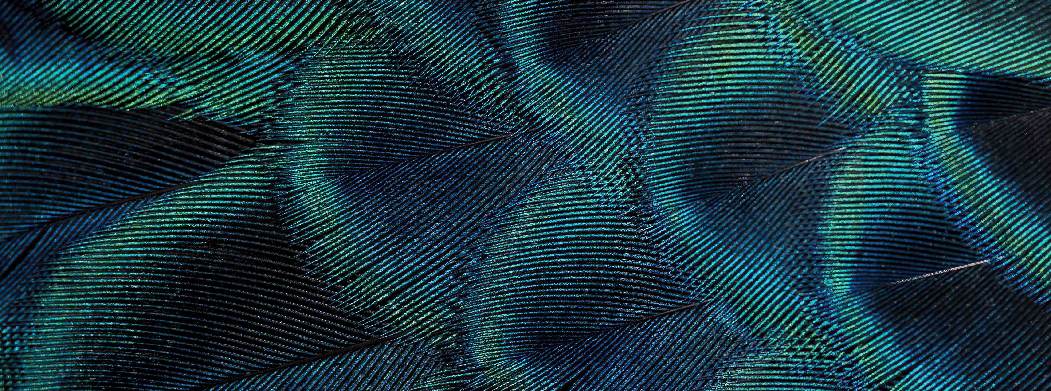 Kinderzimmer Wandgestaltung-Nahaufnahme von Pfauenfedern