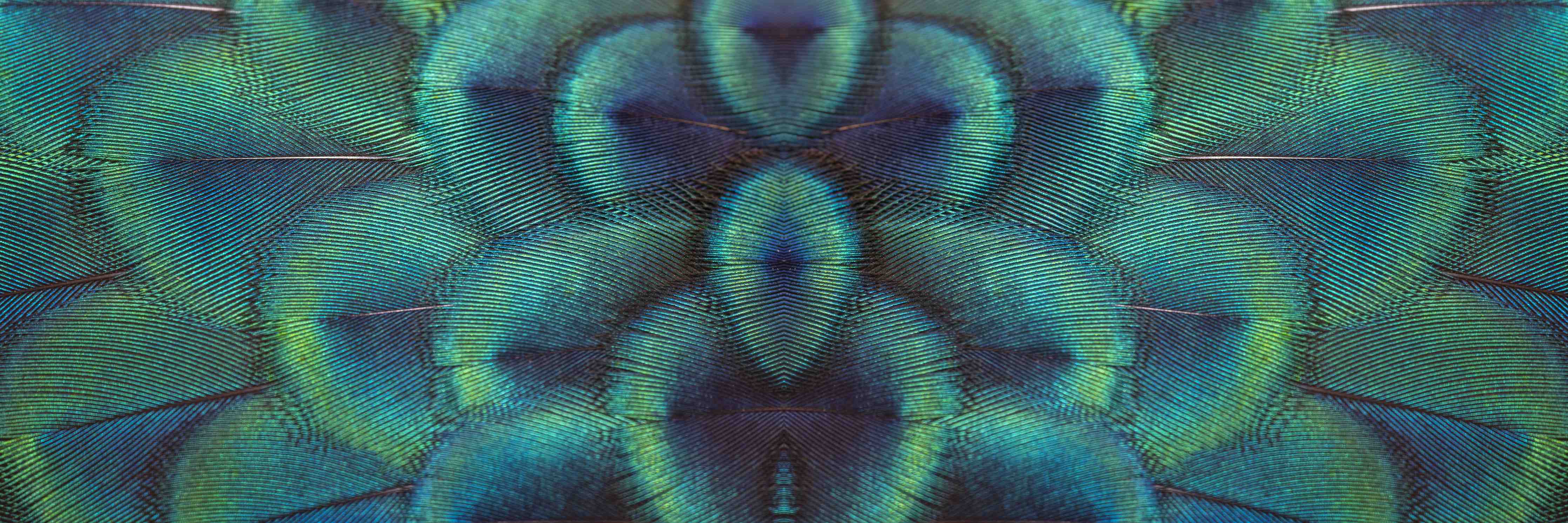 Kinderzimmer Wandgestaltung-Pfauenfedern - Nahaufnahme