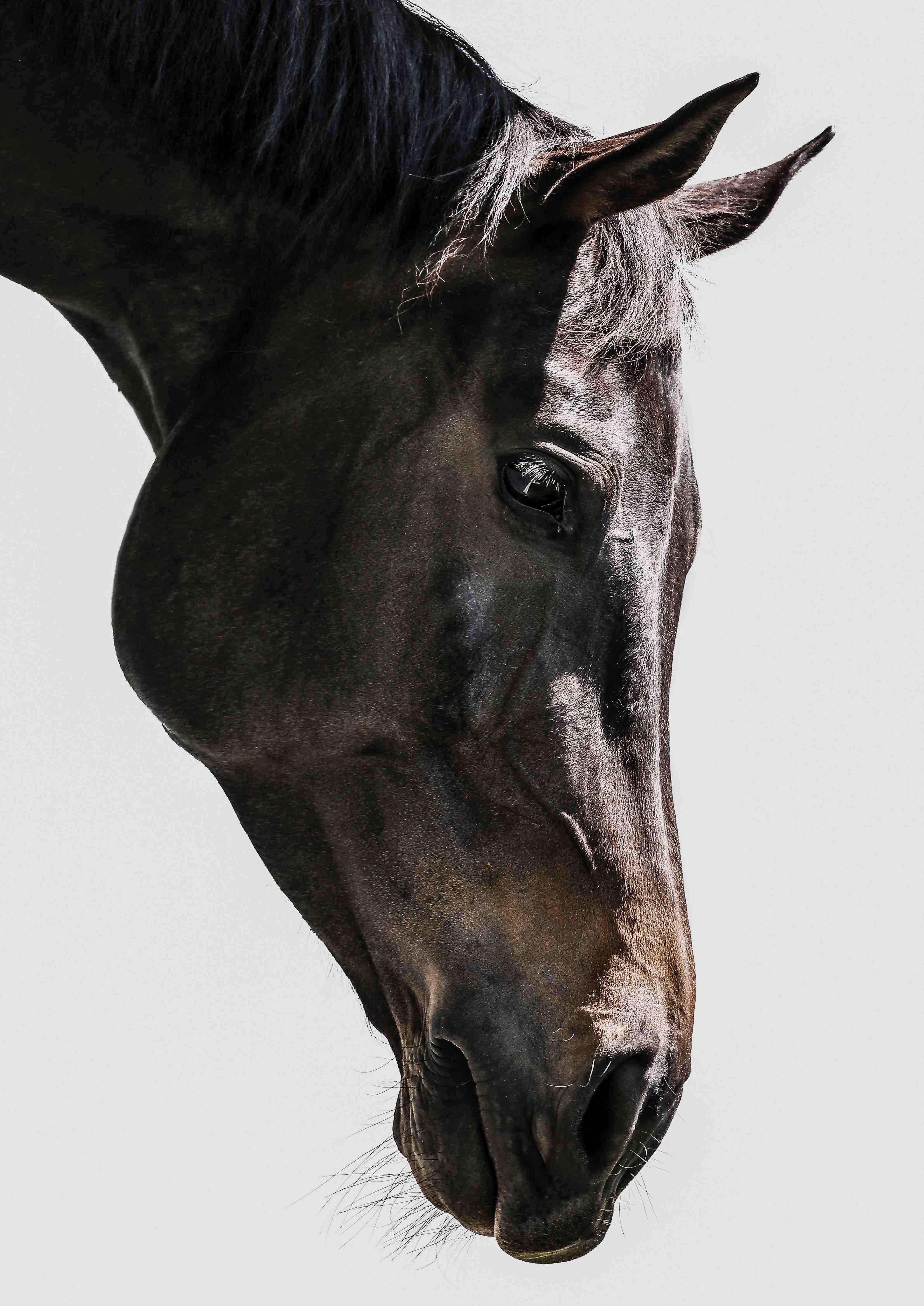 Kinderzimmer Wandgestaltung-Pferd - Nahaufnahme