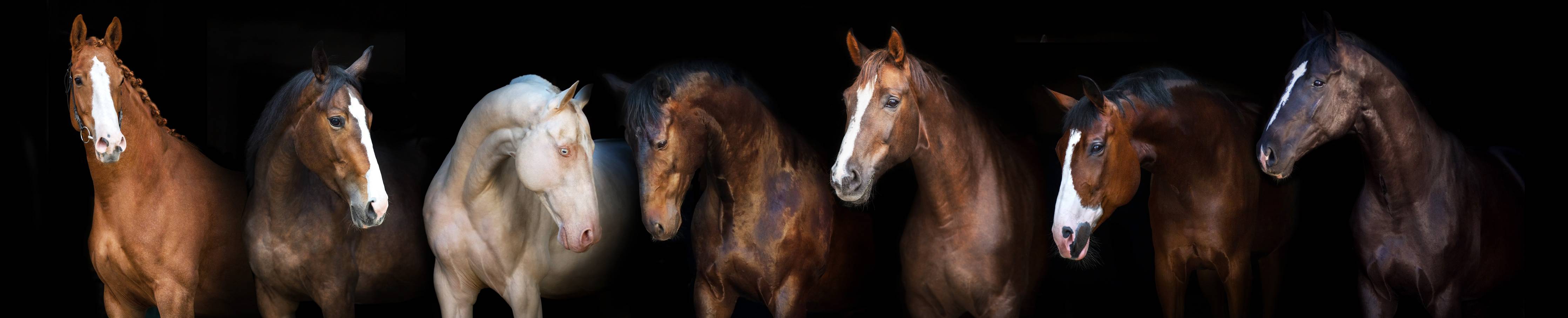 Kinderzimmer Wandgestaltung-Pferdegruppe auf Schwarz