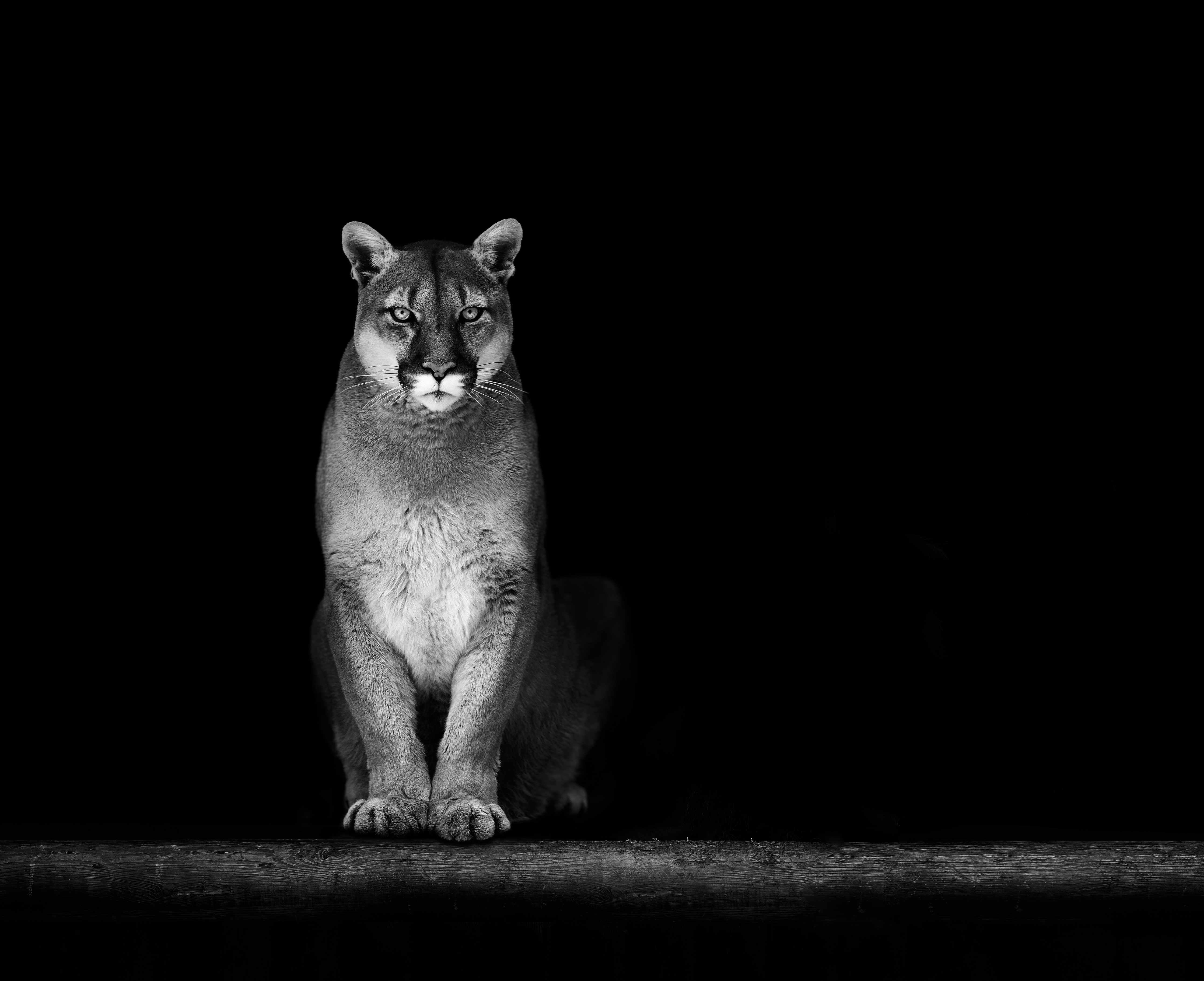 Kinderzimmer Wandgestaltung-Porträt des Bergpumas