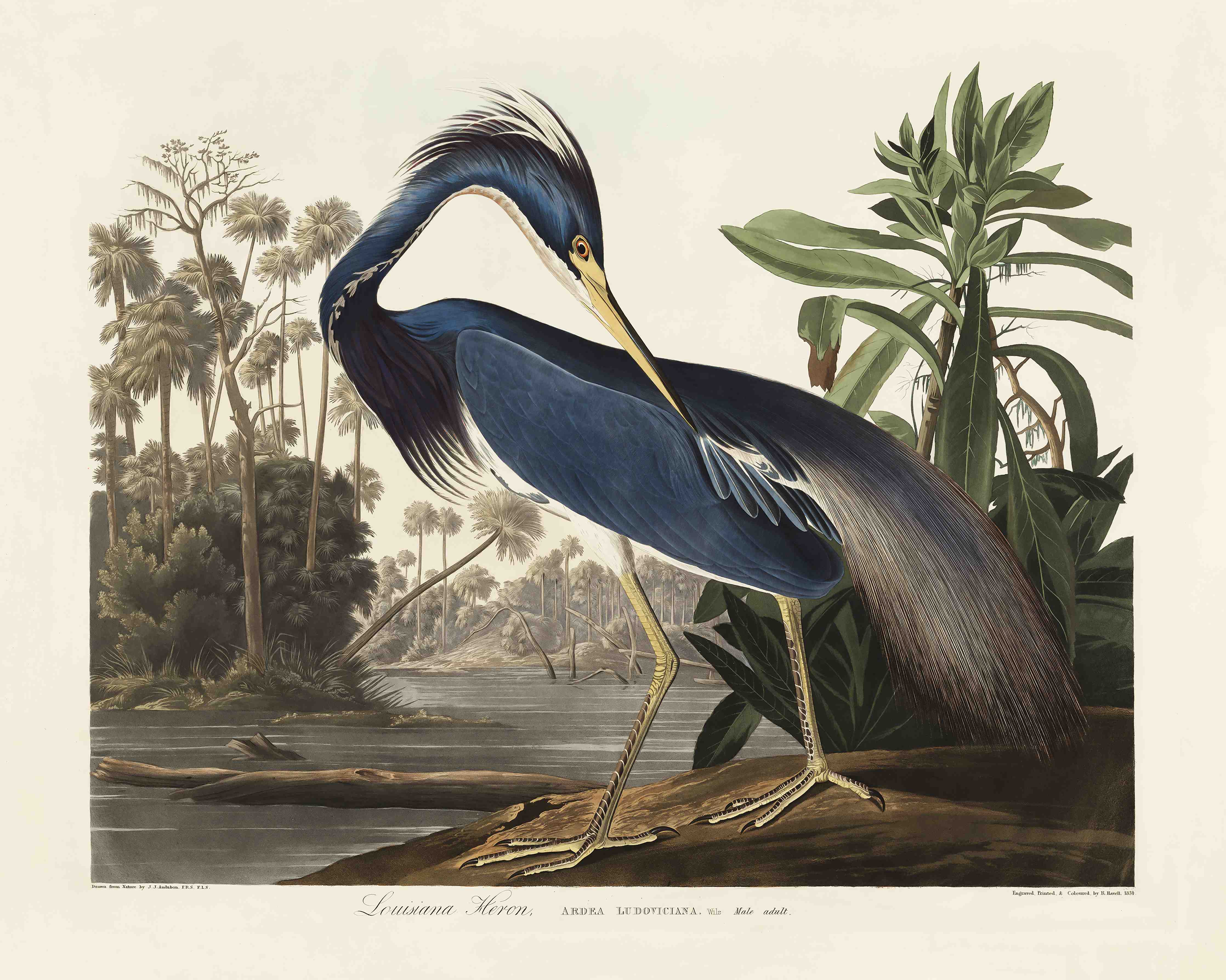 Kinderzimmer Wandgestaltung-Reiher Portrait - John James Audubon