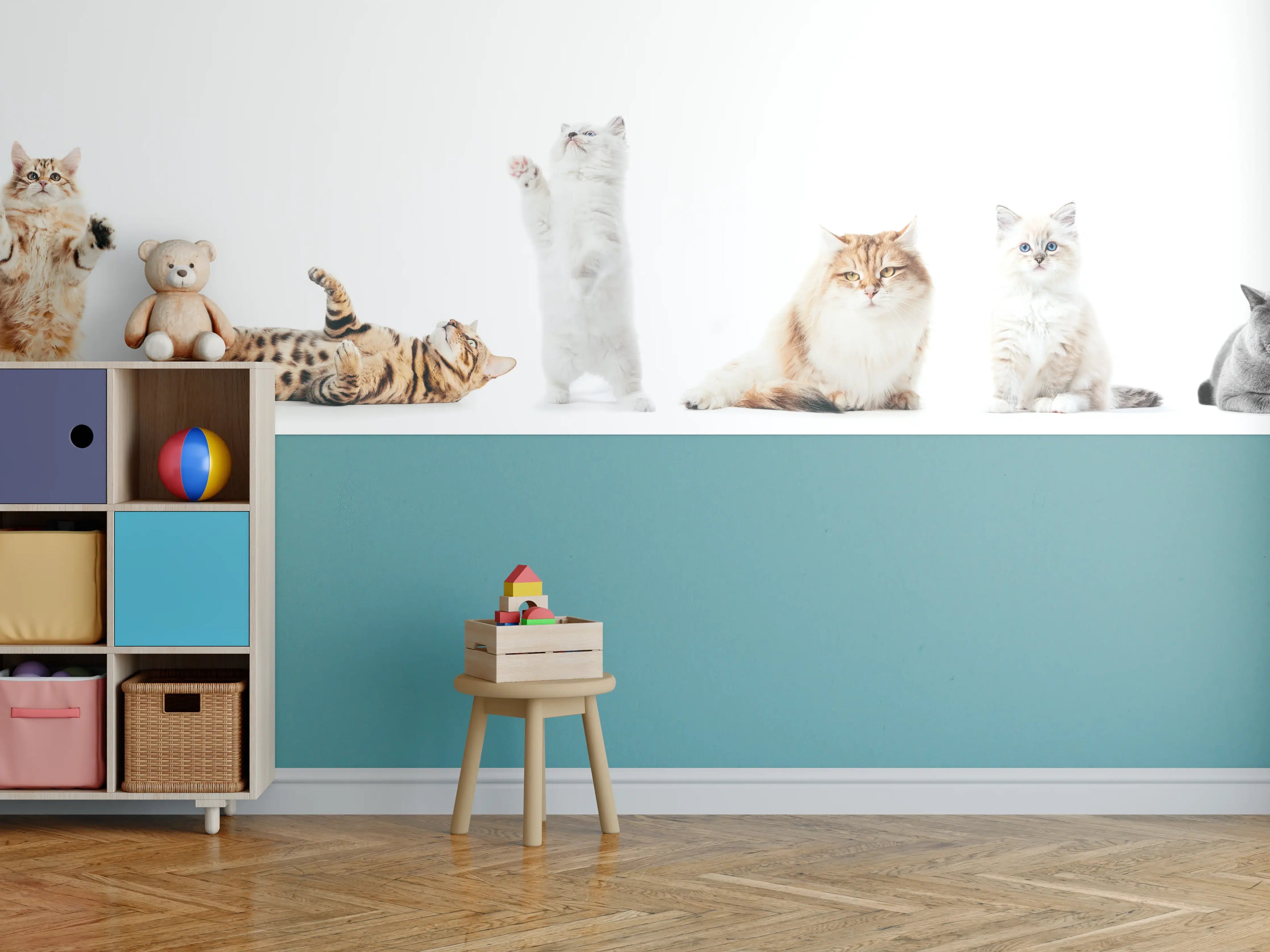 Kinderzimmer Wandgestaltung - Reinrassige Katzen Weiß-Sammlung