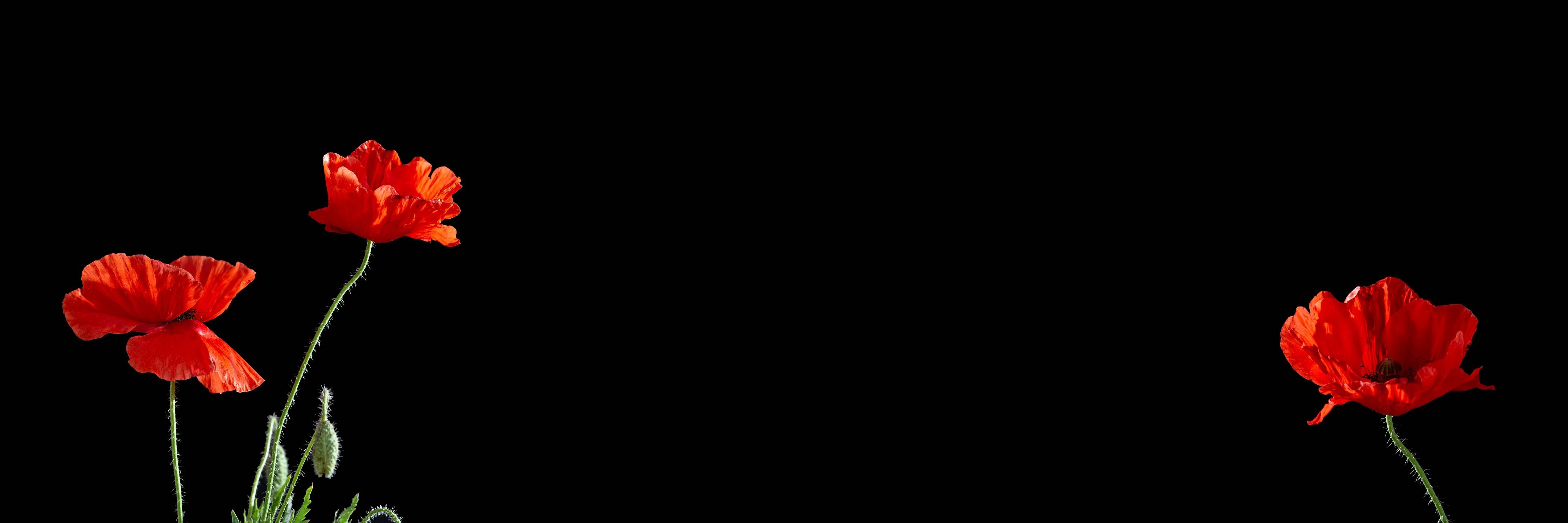 Kinderzimmer Wandgestaltung-Rote Mohnblumen auf Schwarz