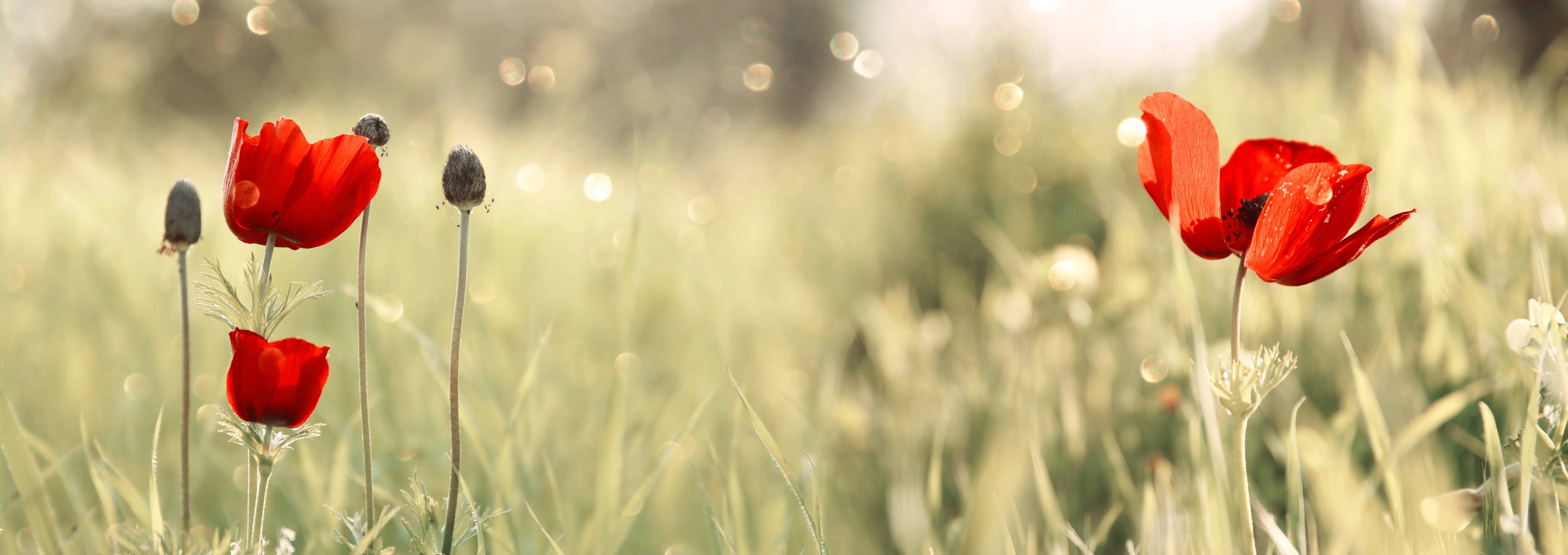Kinderzimmer Wandgestaltung-Roter Mohn auf Wiese