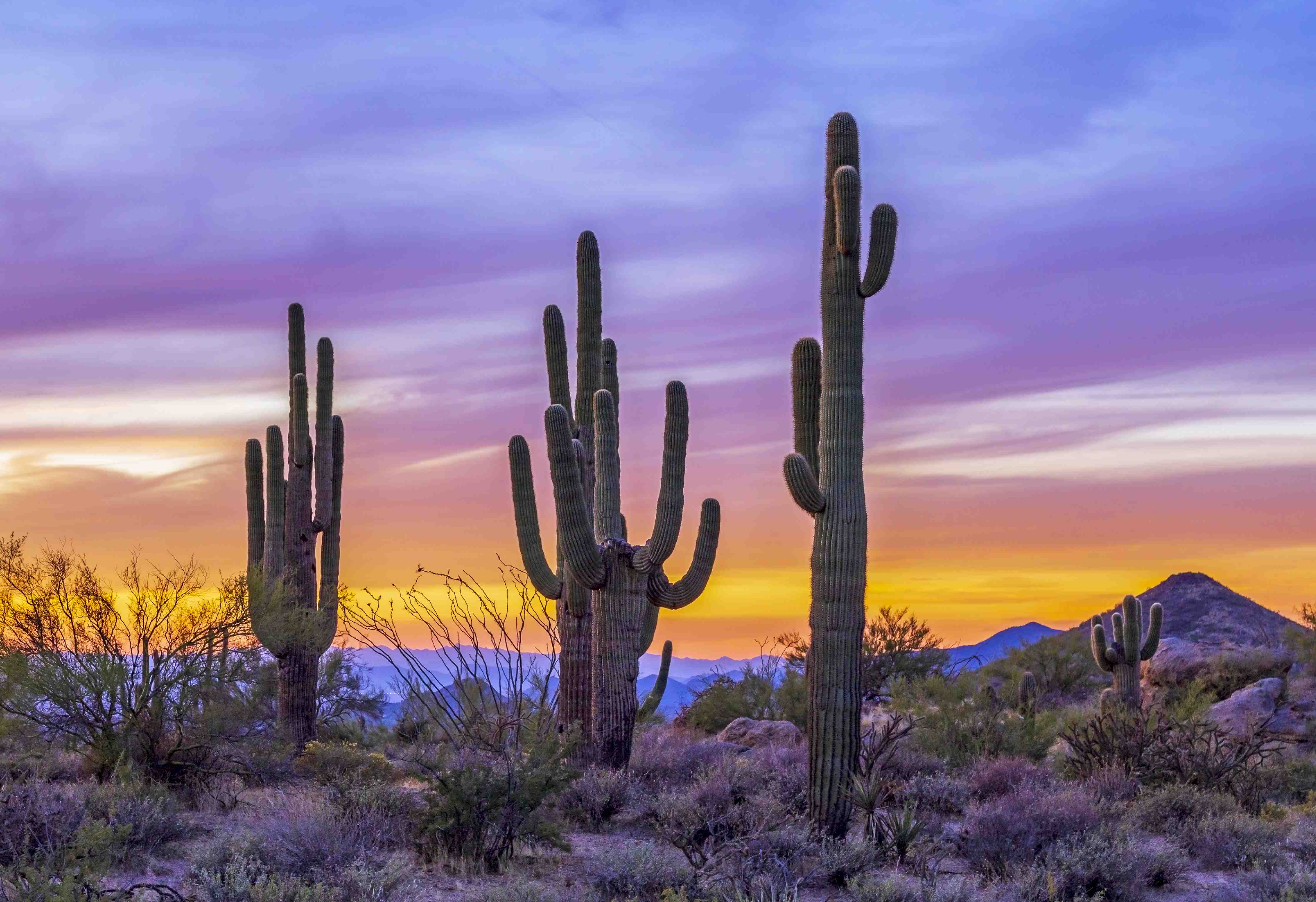 Kinderzimmer Wandgestaltung-Saguaro-Kaktus bei Sonnenuntergang in Arizona