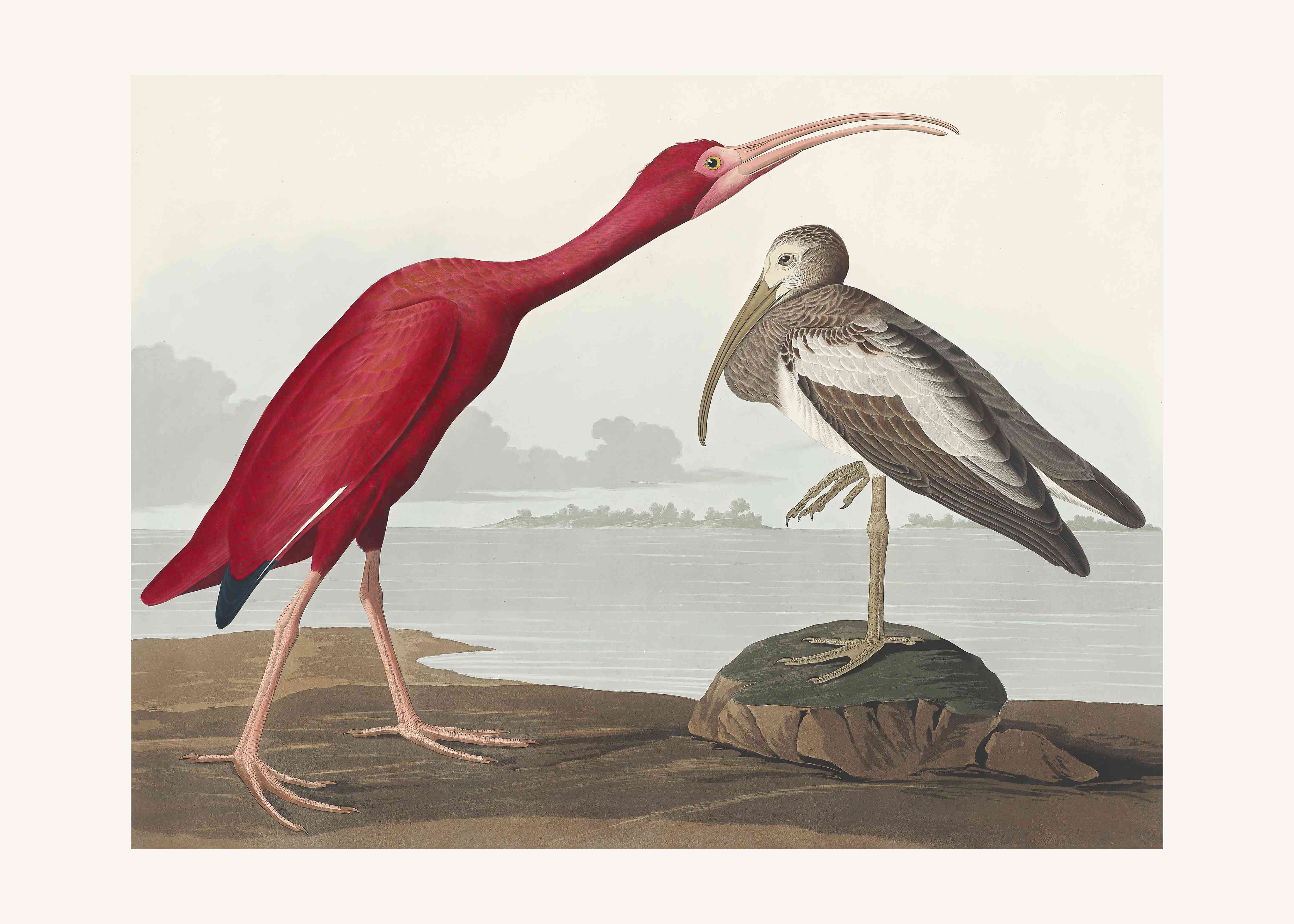Kinderzimmer Wandgestaltung-Scharlachsichler Portrait - John James Audubon
