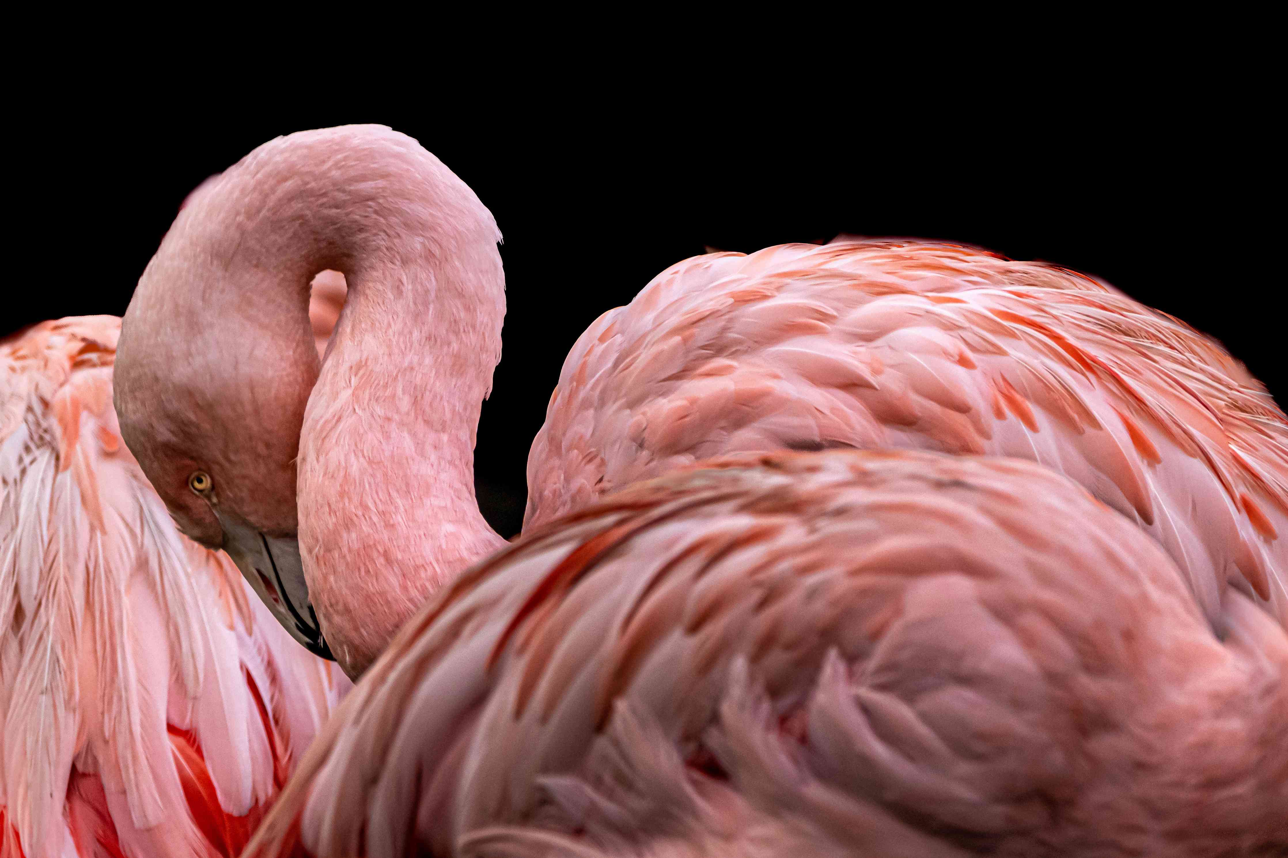 Kinderzimmer Wandgestaltung-Schnappschuss eines Flamingo