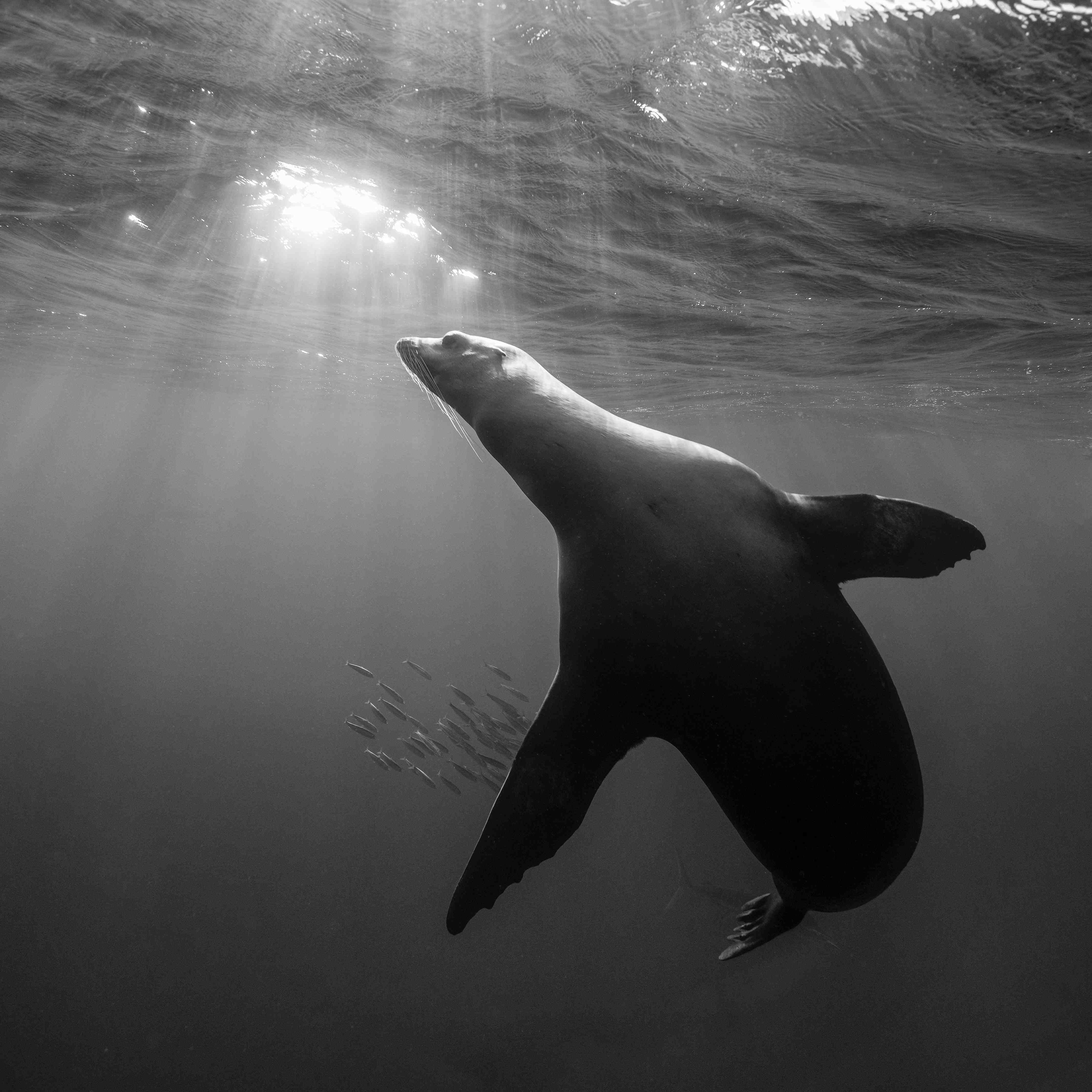 Kinderzimmer Wandgestaltung-Seelöwe beim Fressen von Sardinen