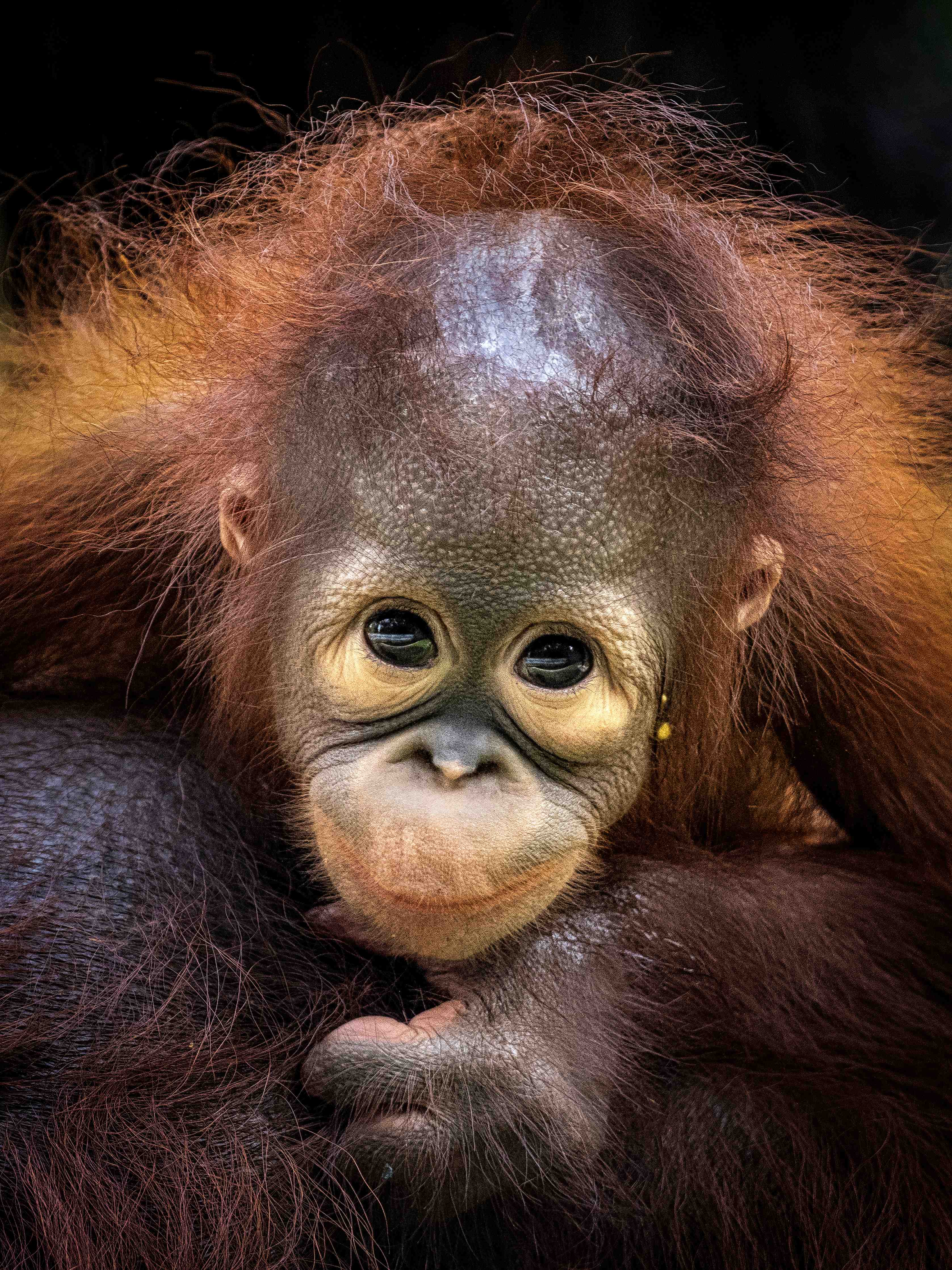 Kinderzimmer Wandgestaltung-Süßer Affenjunges mit neugierigem Blick