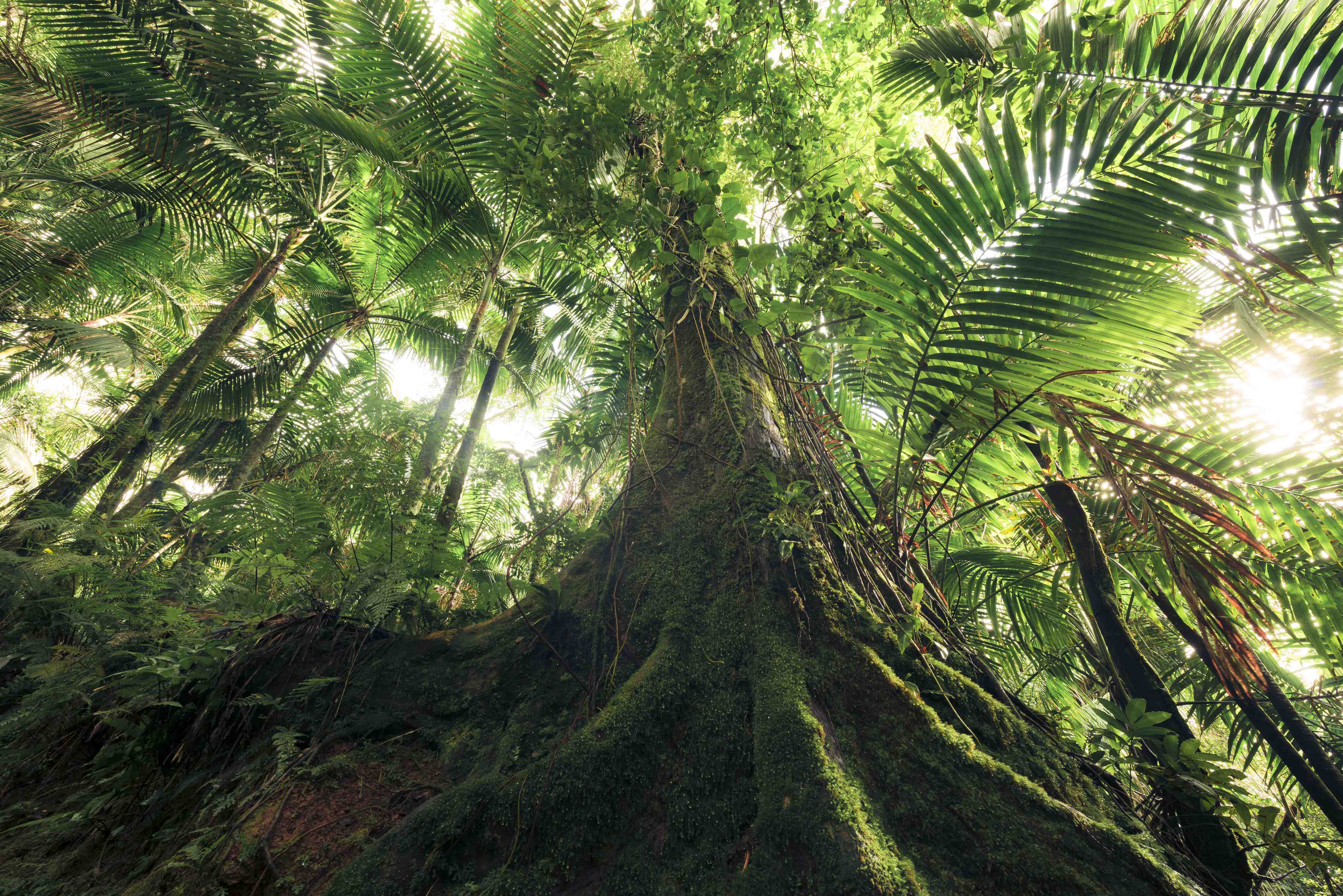 Kinderzimmer Wandgestaltung-Tropischer Dschungel Wald