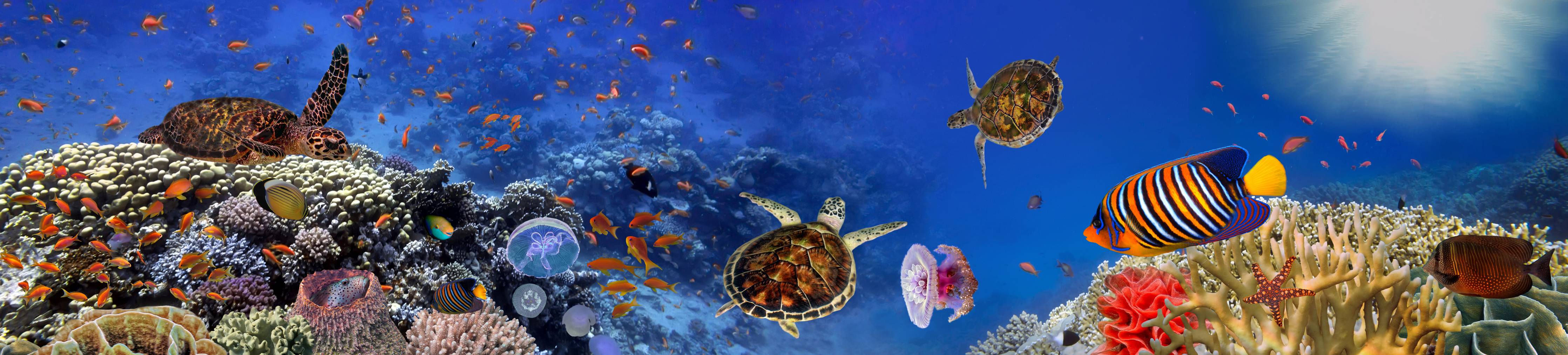 Kinderzimmer Wandgestaltung-Unterwasser-Panorama mit Schildkröte