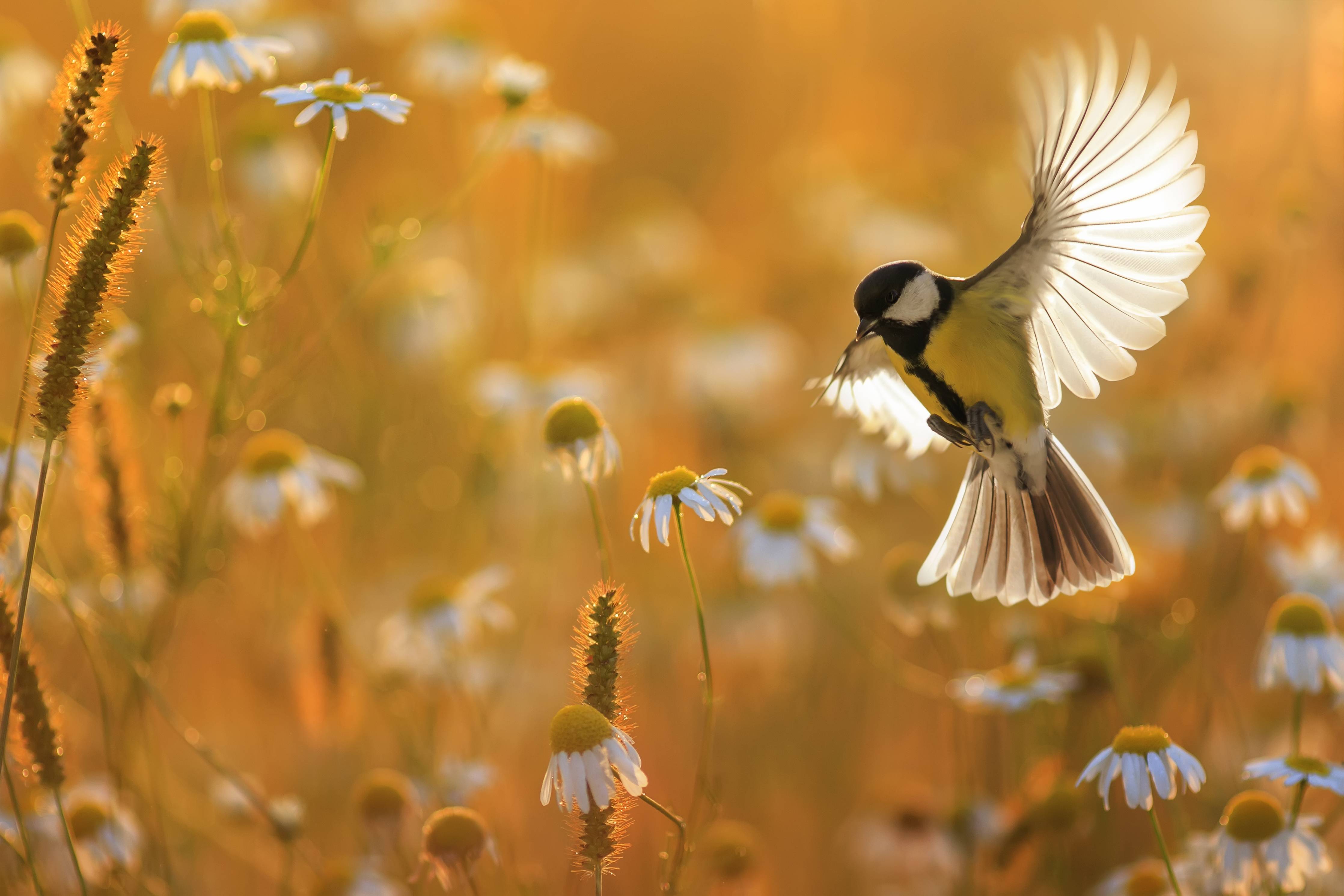 Kinderzimmer Wandgestaltung-Vogel im Sonnenlicht über Wildblumen
