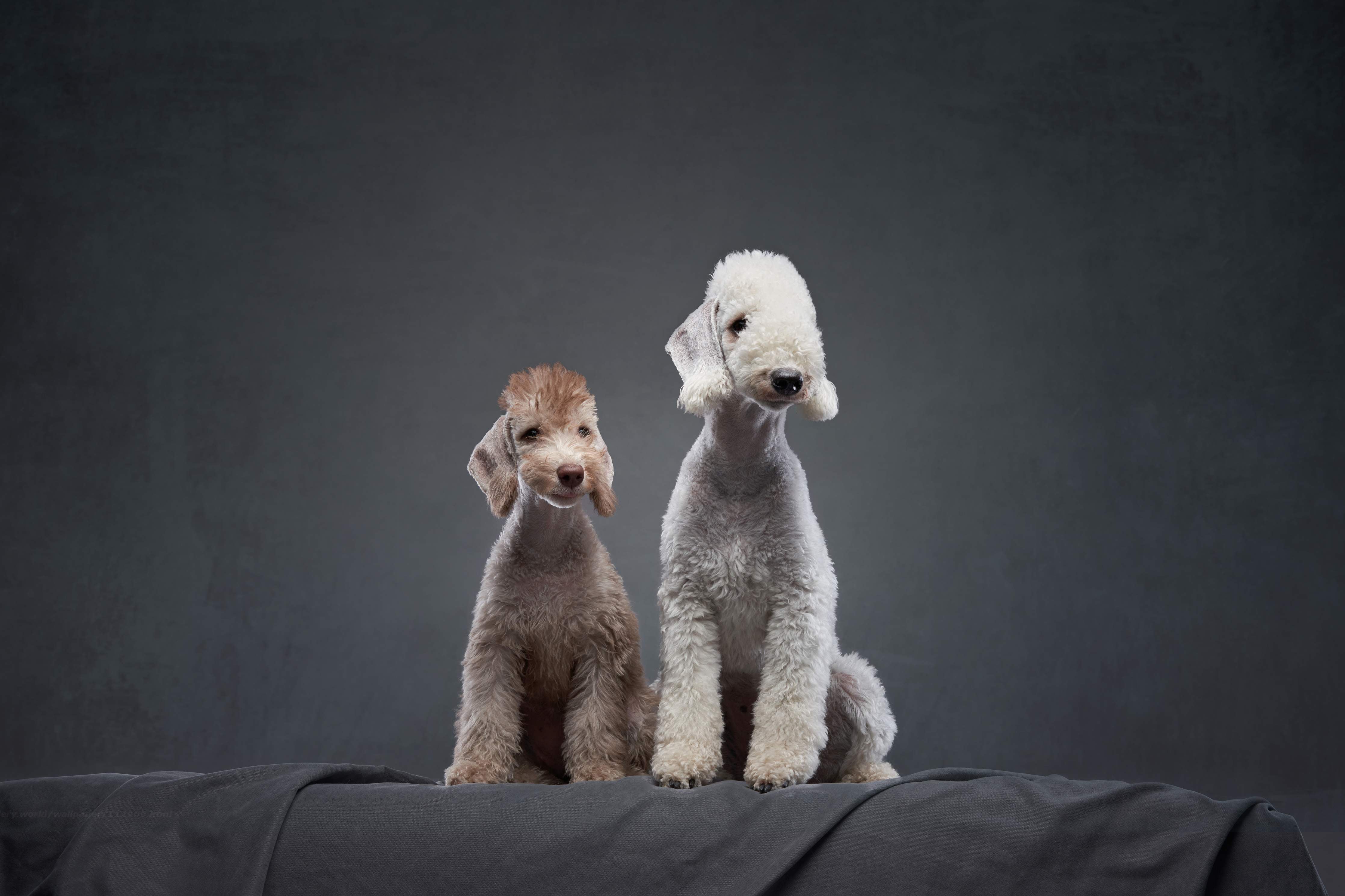 Kinderzimmer Wandgestaltung-Welpe und erwachsener Bedlington Terrier