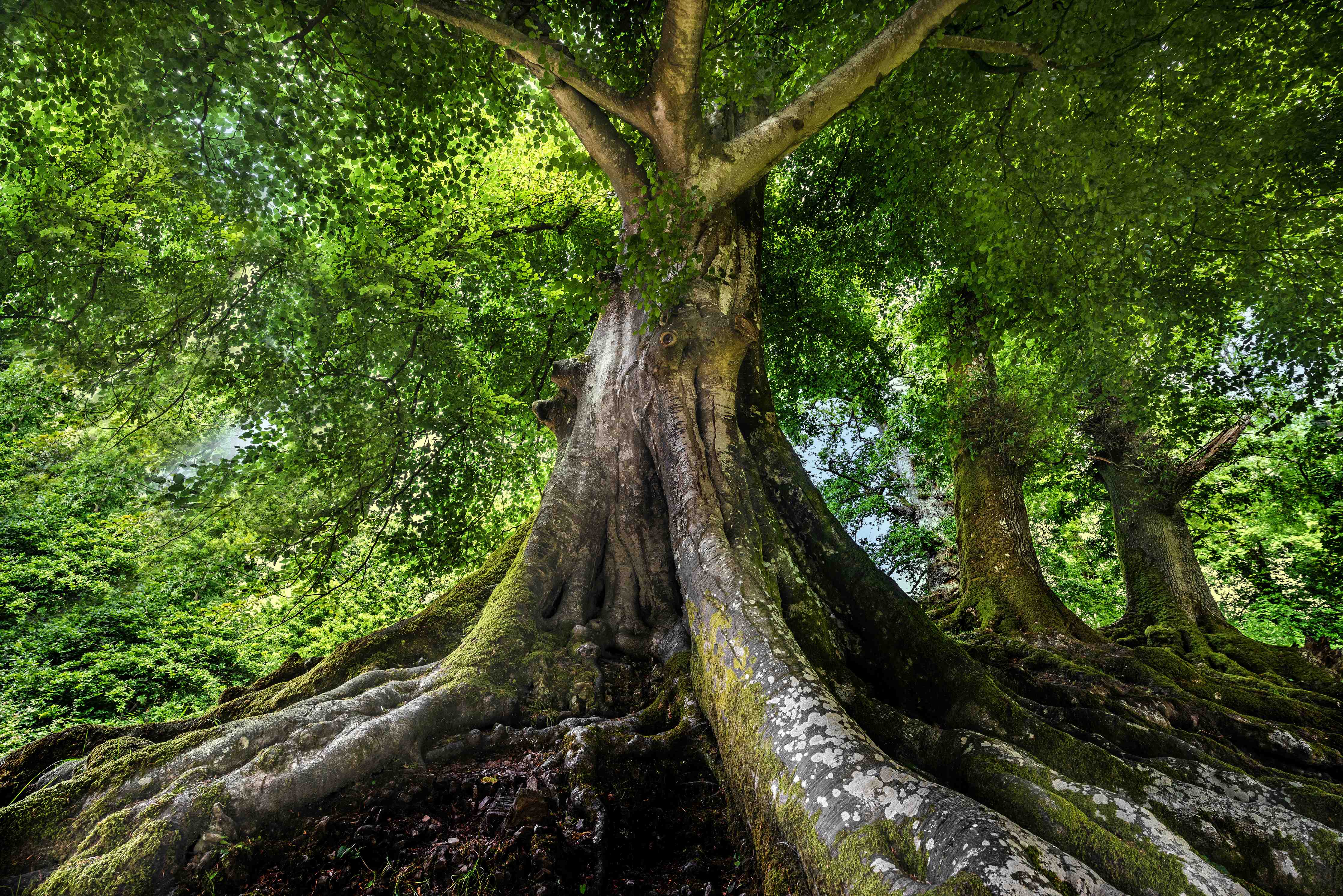 Kinderzimmer Wandgestaltung-großer alter Baum in Froschperspektive