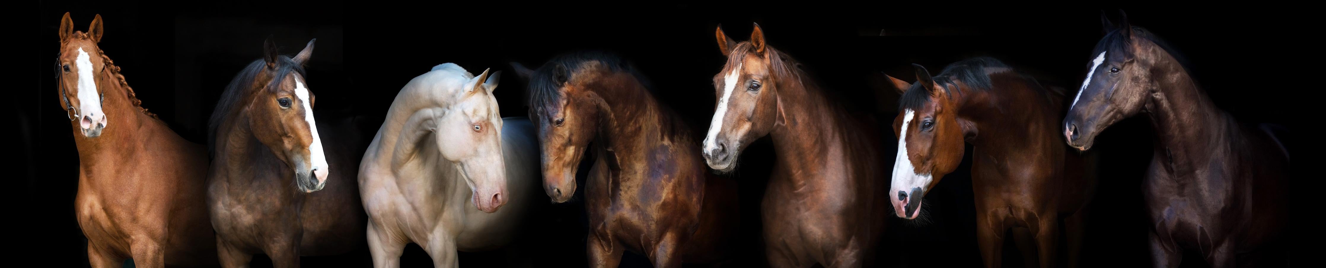 Küchenrückwand-Edle Pferdegruppe vor schwarzem Hintergrund