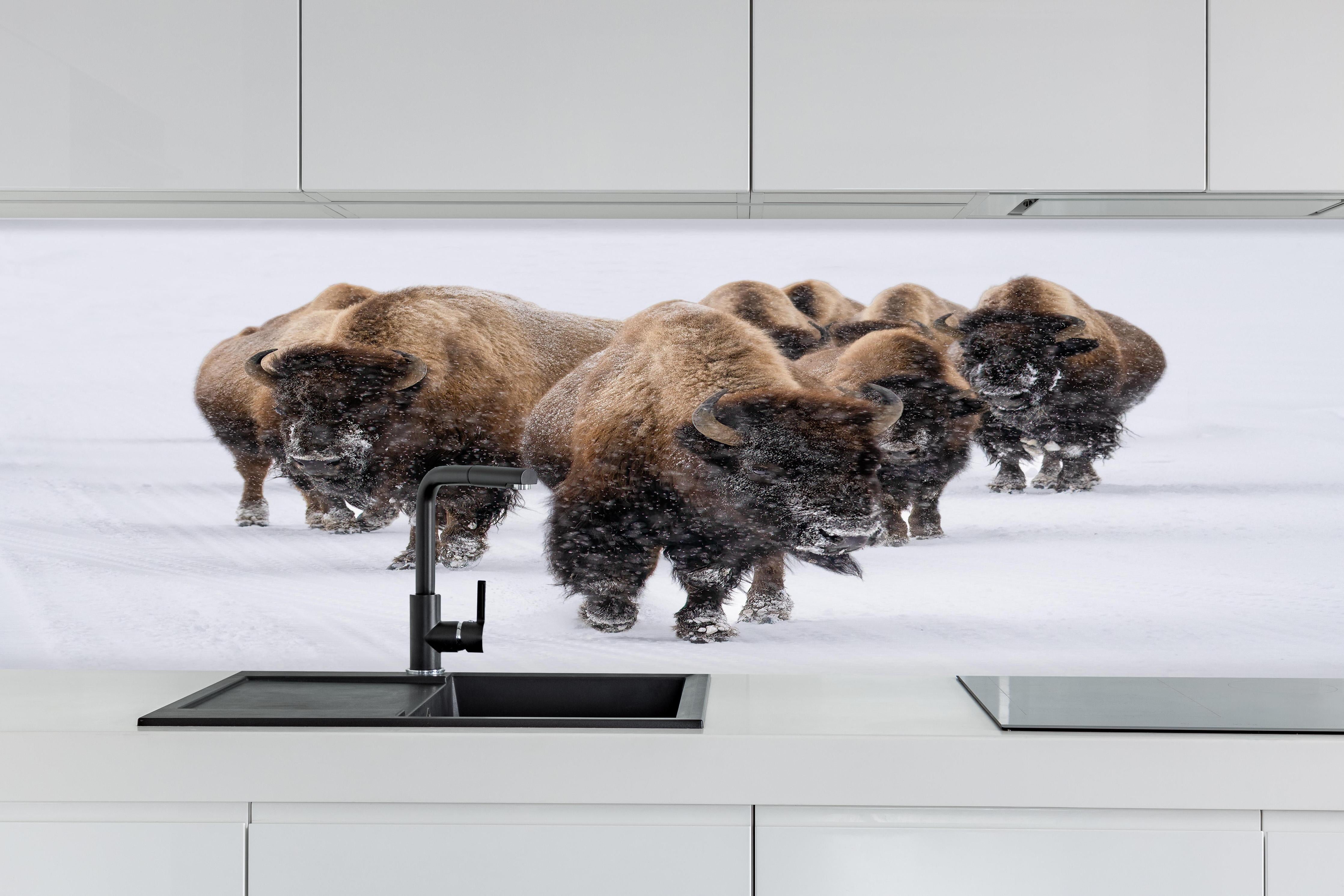 Küche - Eine Bison Herde hinter weißen Hochglanz-Küchenregalen und schwarzem Wasserhahn