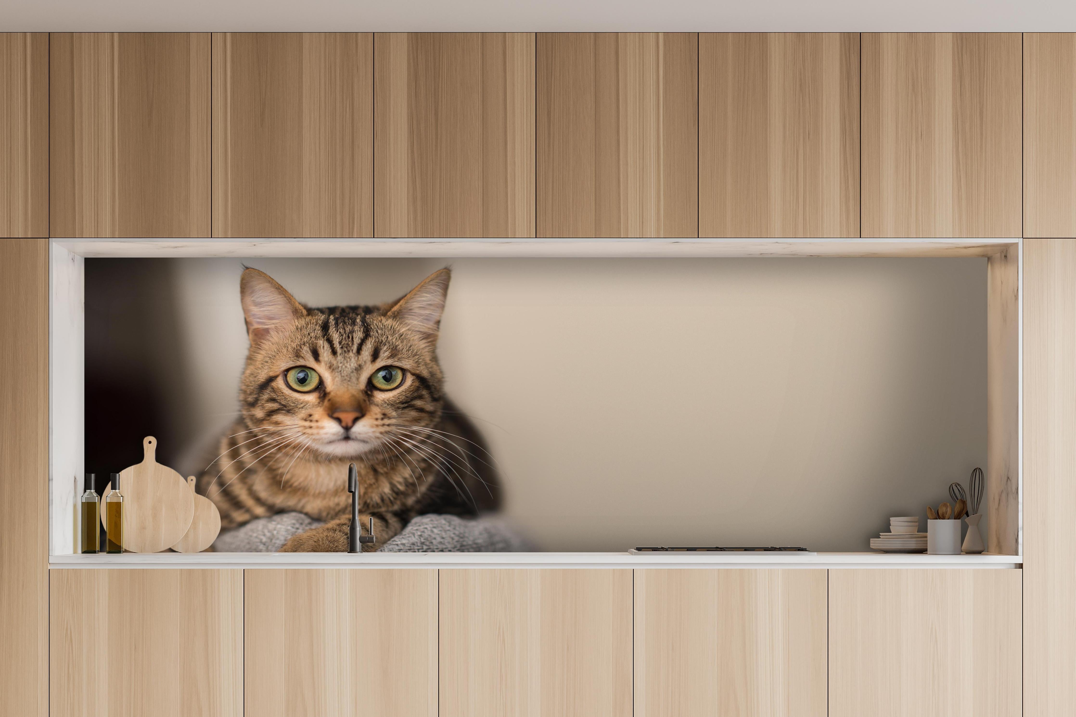 Küche - Gelassene Hauskatze Beige-Braun Zuhause hinter weißen Hochglanz-Küchenregalen und schwarzem Wasserhahn