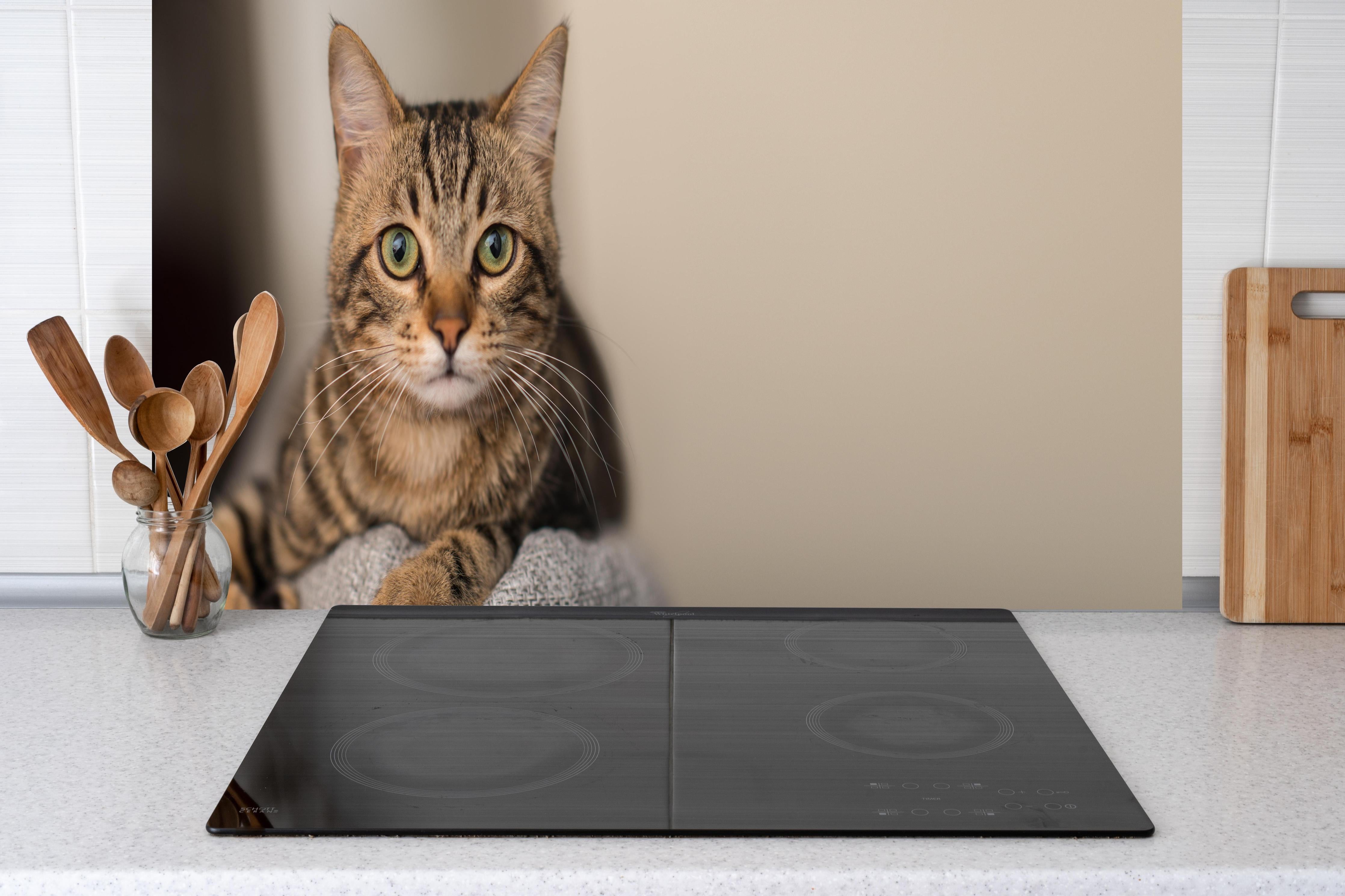 Küche - Gelassene Hauskatze Beige-Braun Zuhause hinter weißen Hochglanz-Küchenregalen und schwarzem Wasserhahn