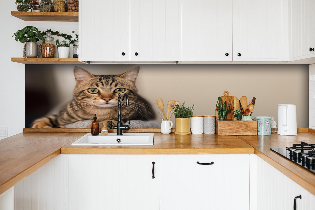 Küche - Gelassene Hauskatze Beige-Braun Zuhause hinter weißen Hochglanz-Küchenregalen und schwarzem Wasserhahn