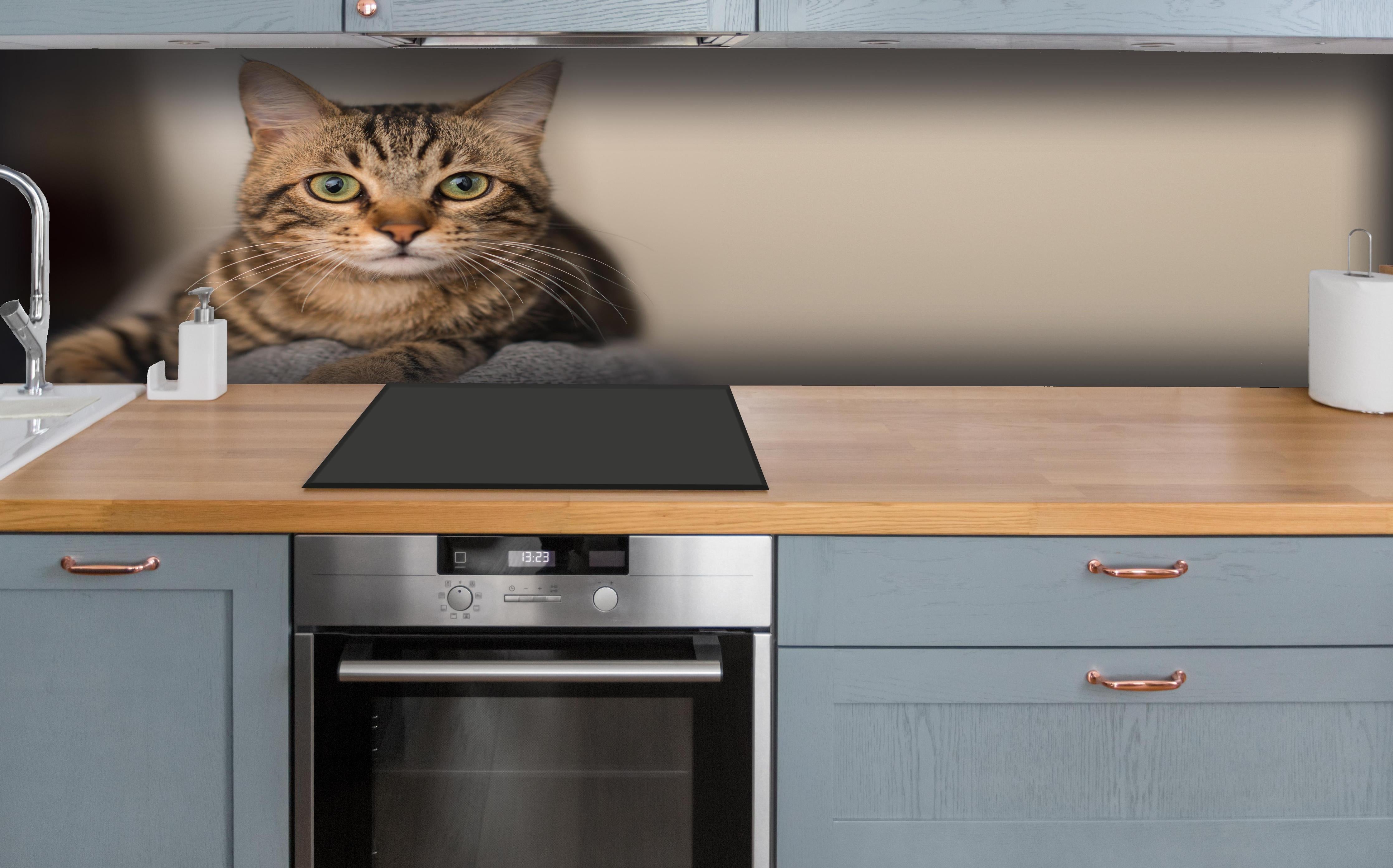 Küche - Gelassene Hauskatze Beige-Braun Zuhause hinter weißen Hochglanz-Küchenregalen und schwarzem Wasserhahn