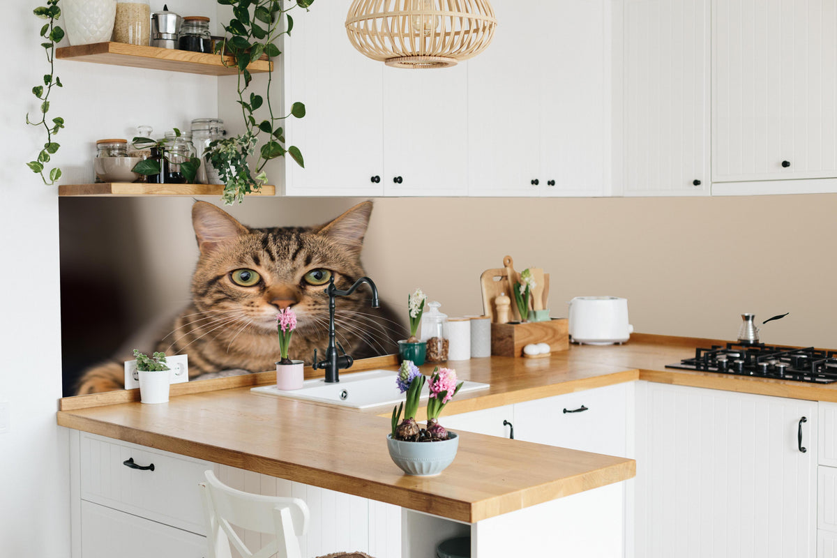 Küche - Gelassene Hauskatze Beige-Braun Zuhause hinter weißen Hochglanz-Küchenregalen und schwarzem Wasserhahn