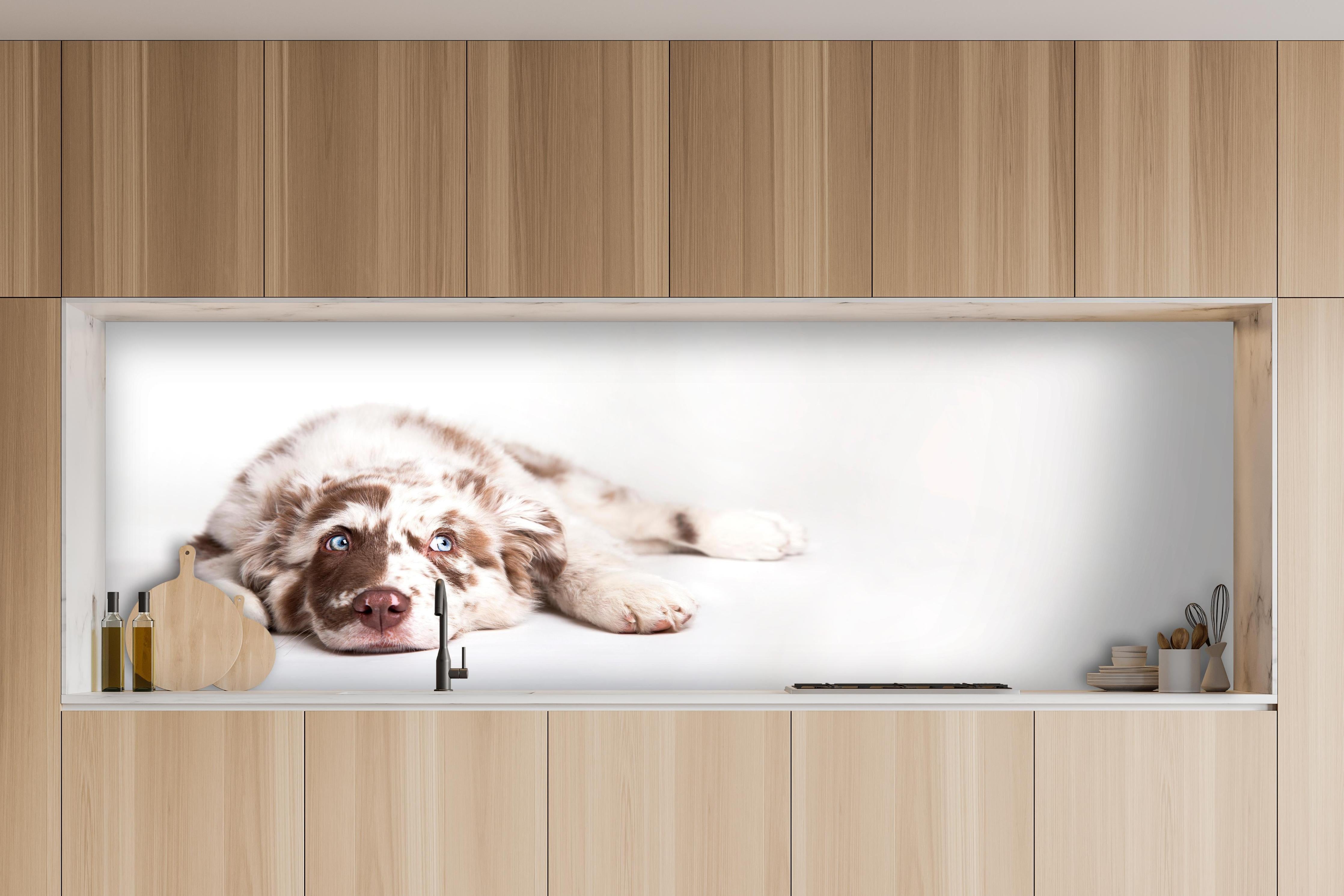 Küche - Hunde Portrait - Australian Shepherd hinter weißen Hochglanz-Küchenregalen und schwarzem Wasserhahn